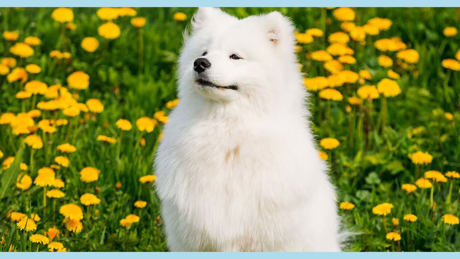 white doggo