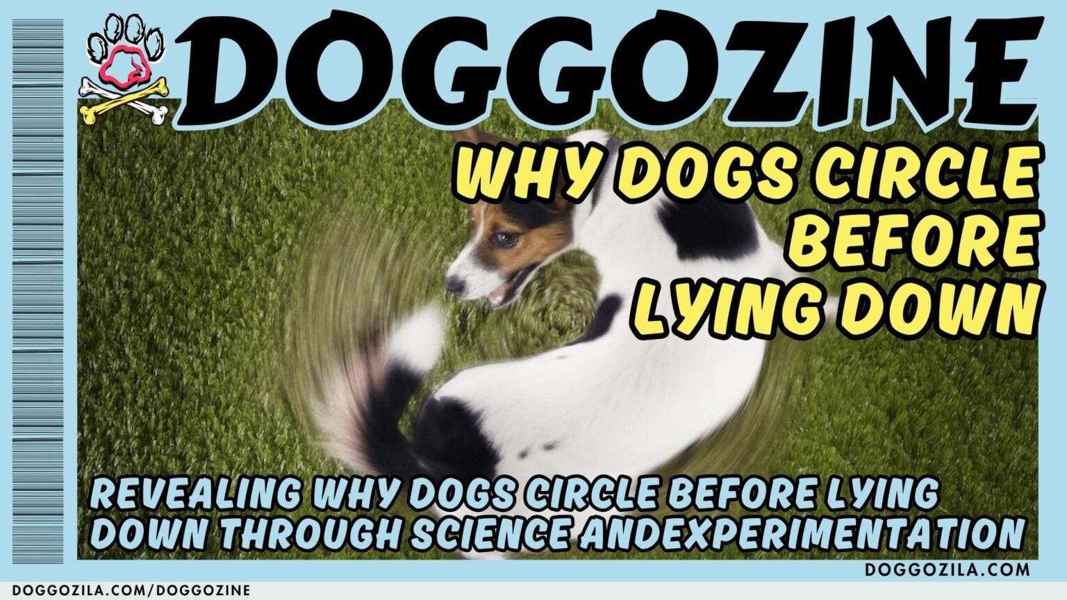WHY DO DOGS CIRCLE BEFORE LYING DOWN