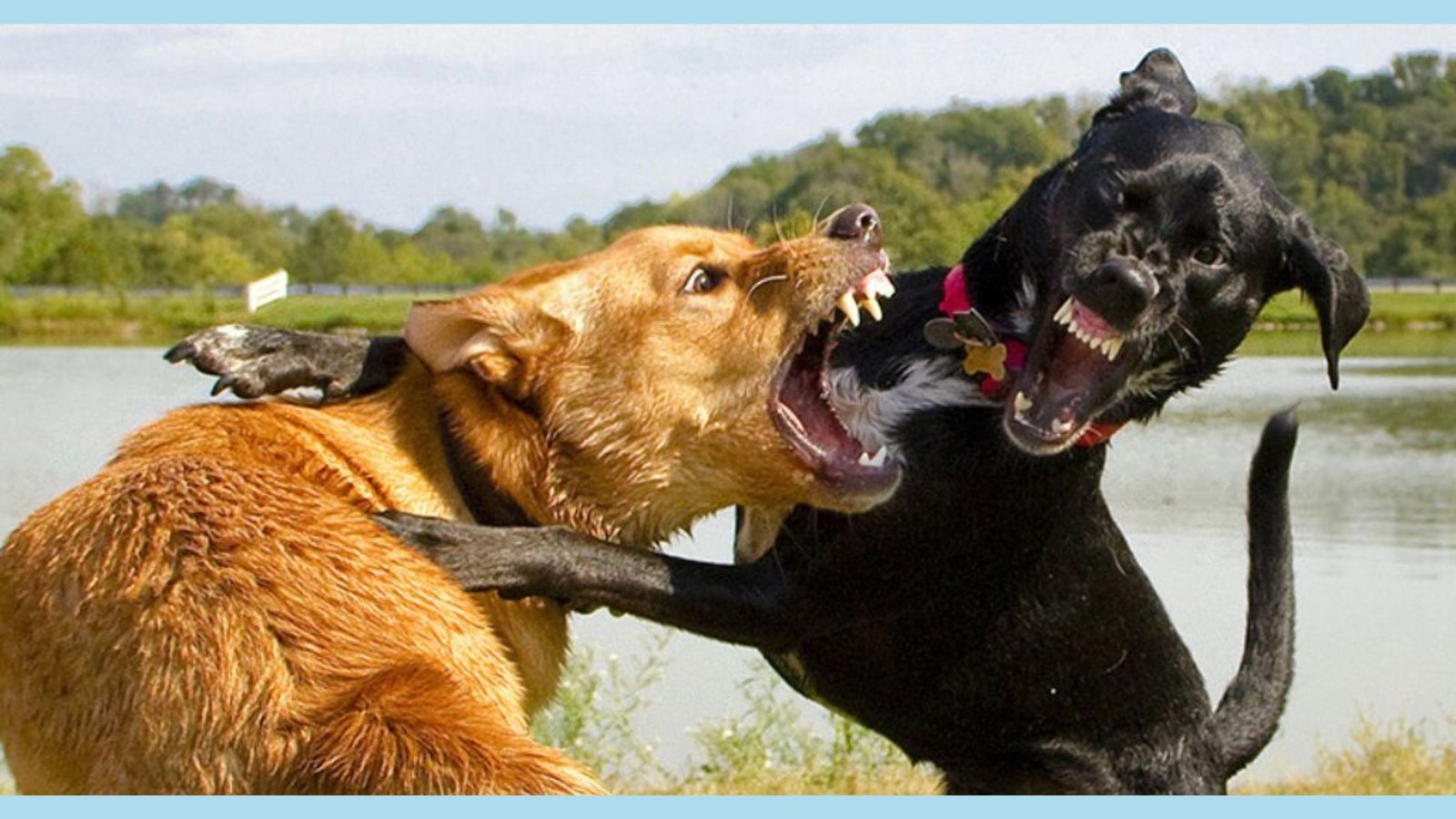 aggressive dogs fighting