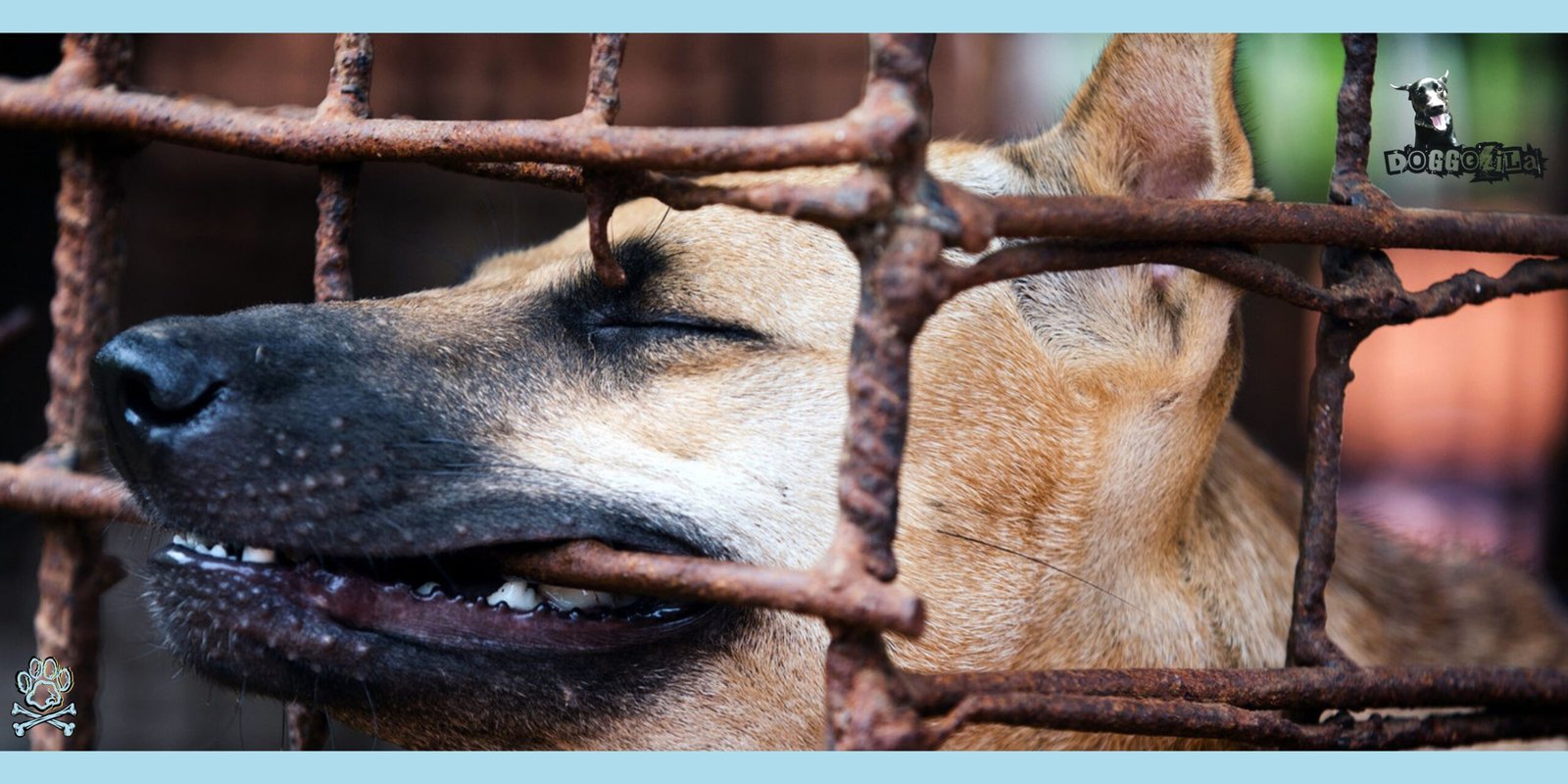 THE DOG MEAT TRADE IN ASIA