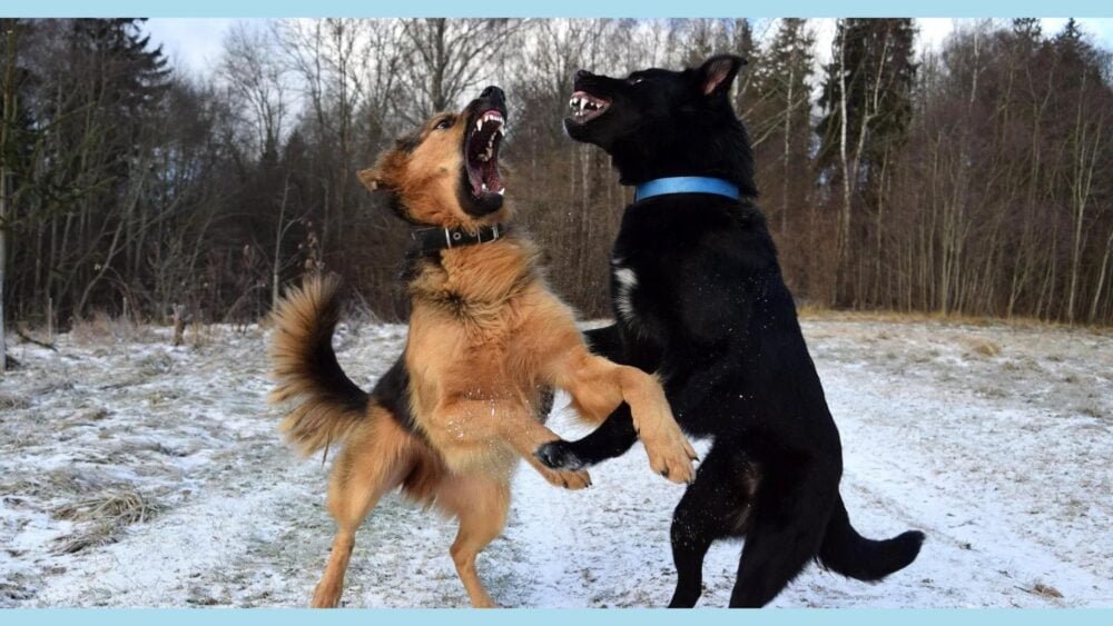 DOGFIGHT HOW TO SAFELY BREAK UP FIGHTING DOGS