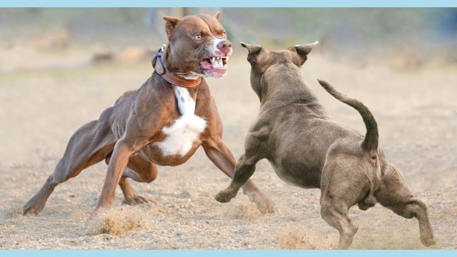 pit bulls fighting