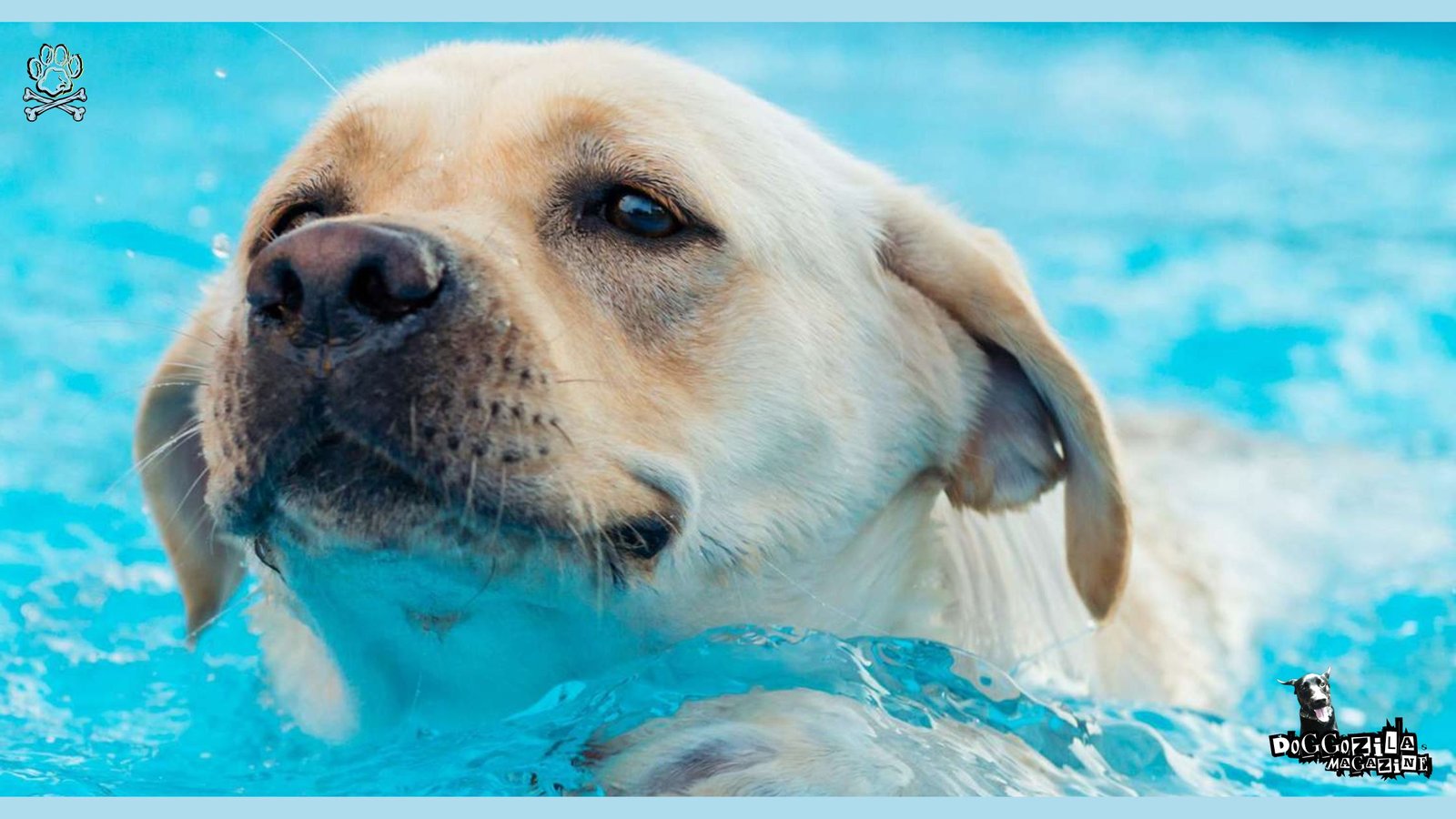 dog swimming in swimming pool