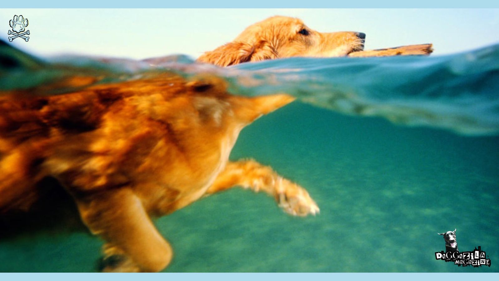 golden retriever swimming