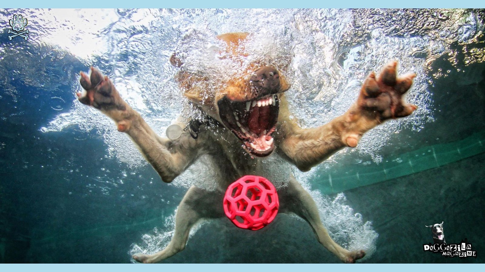 Aquatic Dogs