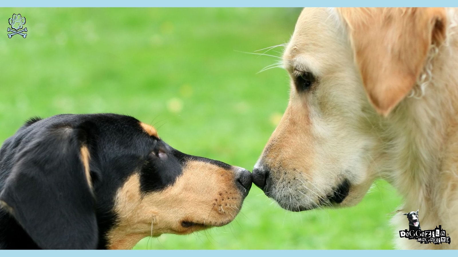 two dogs smelling each other