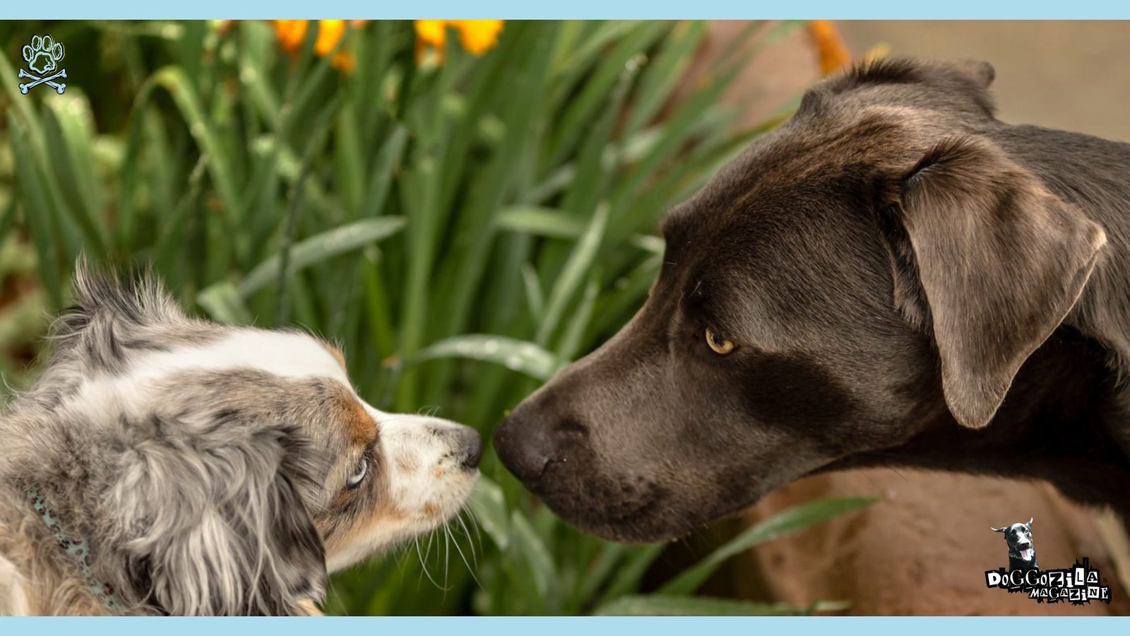 two dogs smelling each other