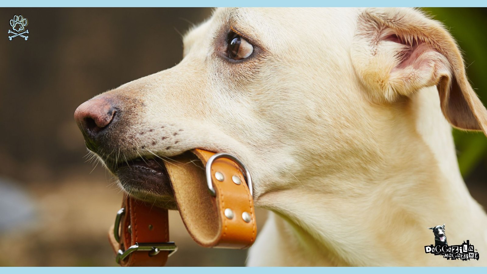 labrador ready for a walk