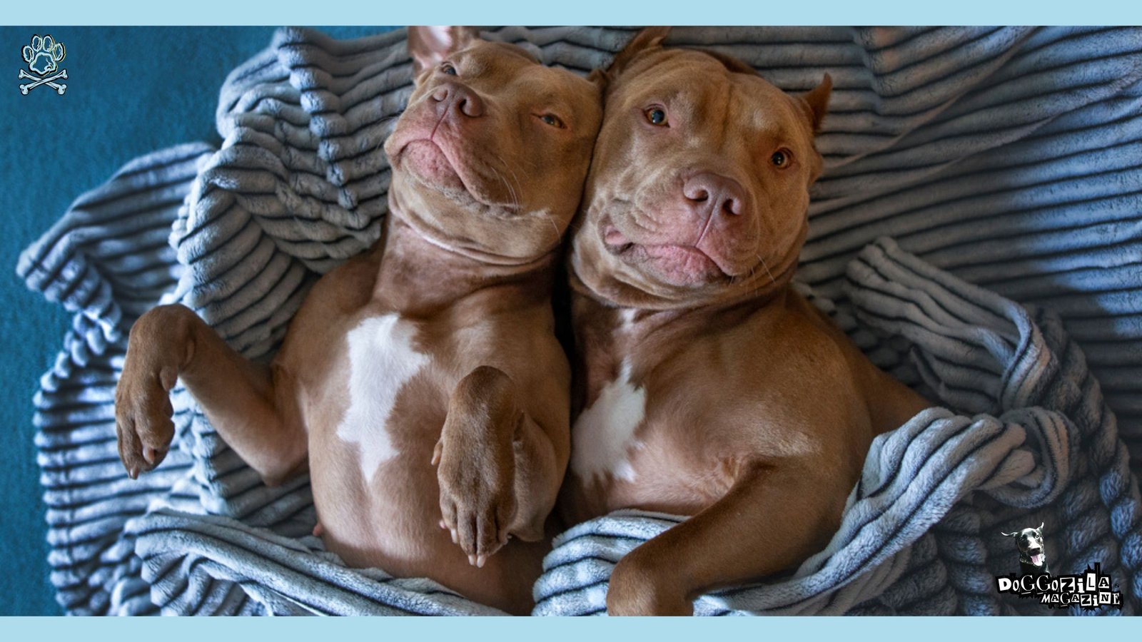 pit bulls