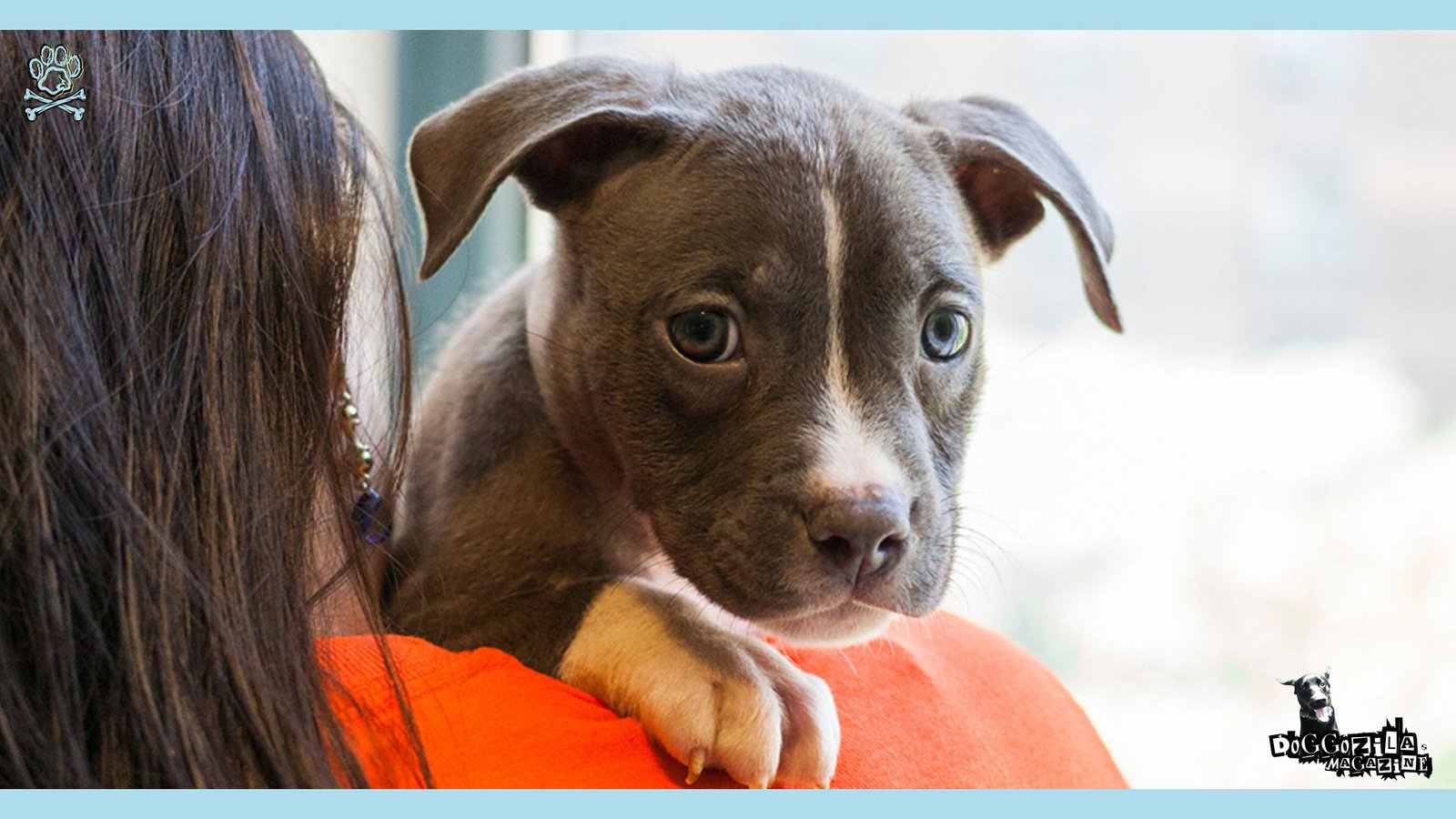 little pit bull puppy