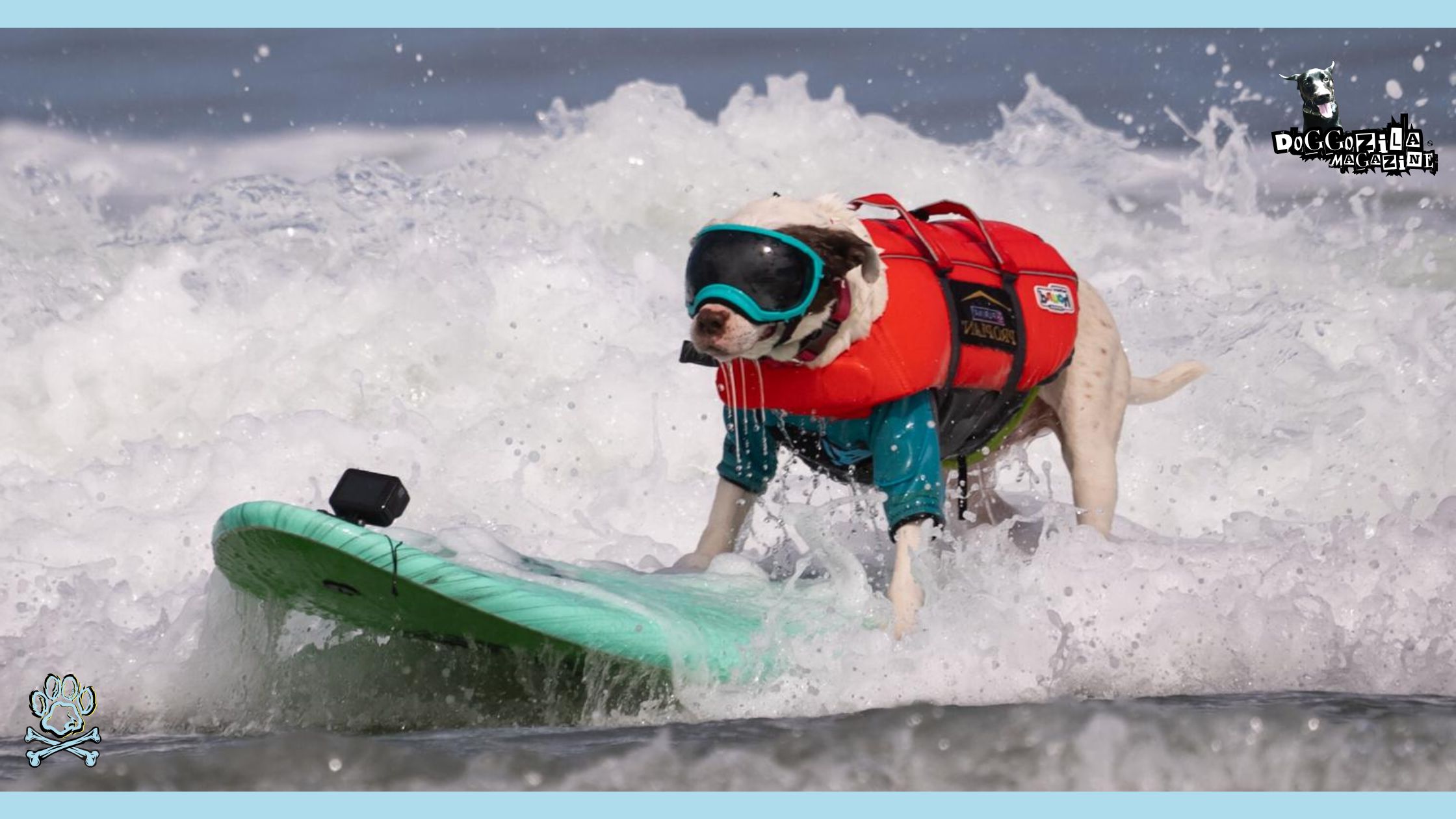 DOG SURFING