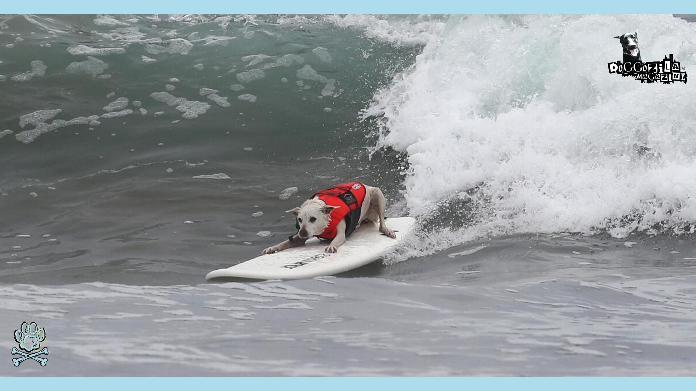 DOG SURFING