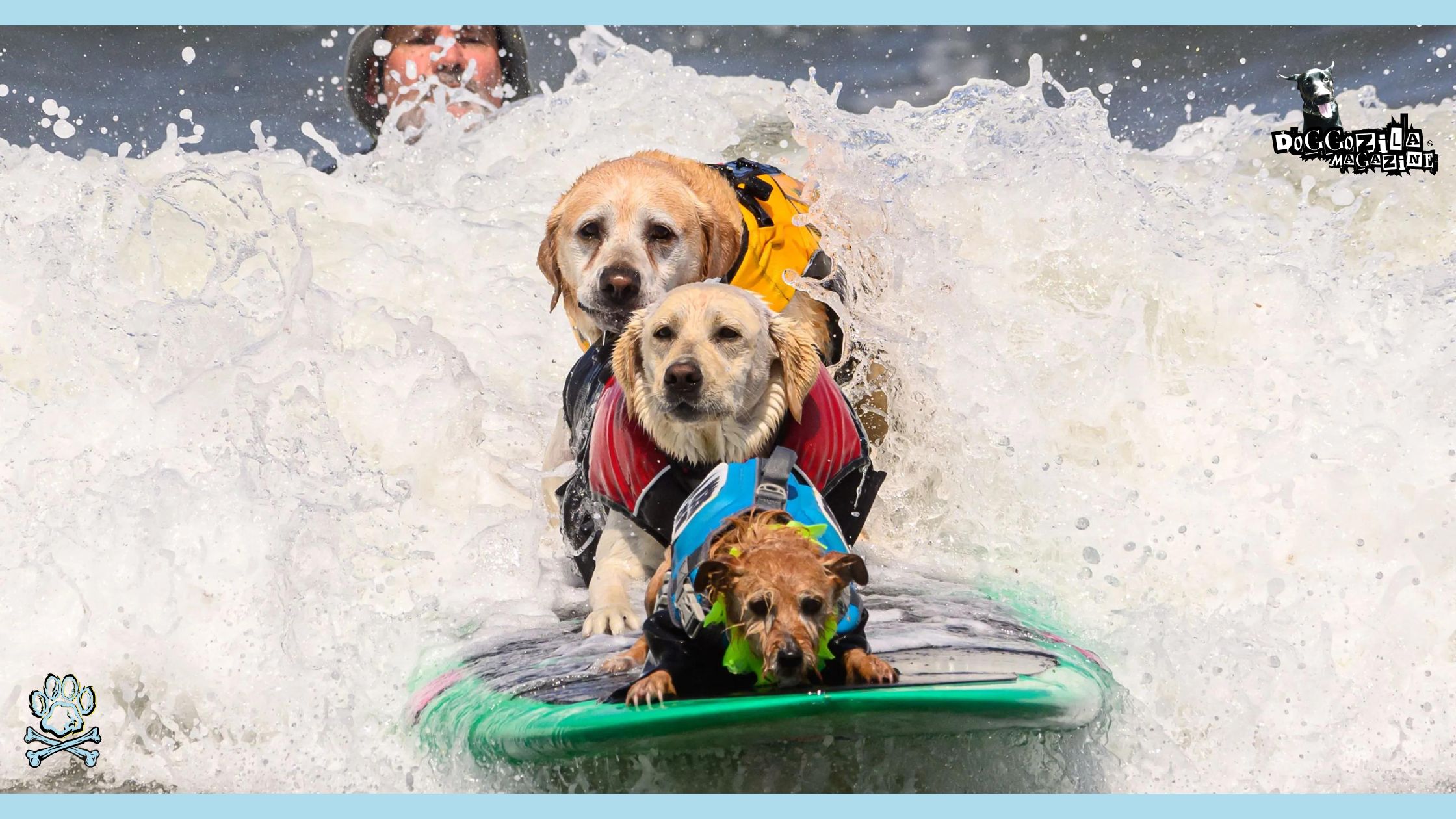 DOG SURFING