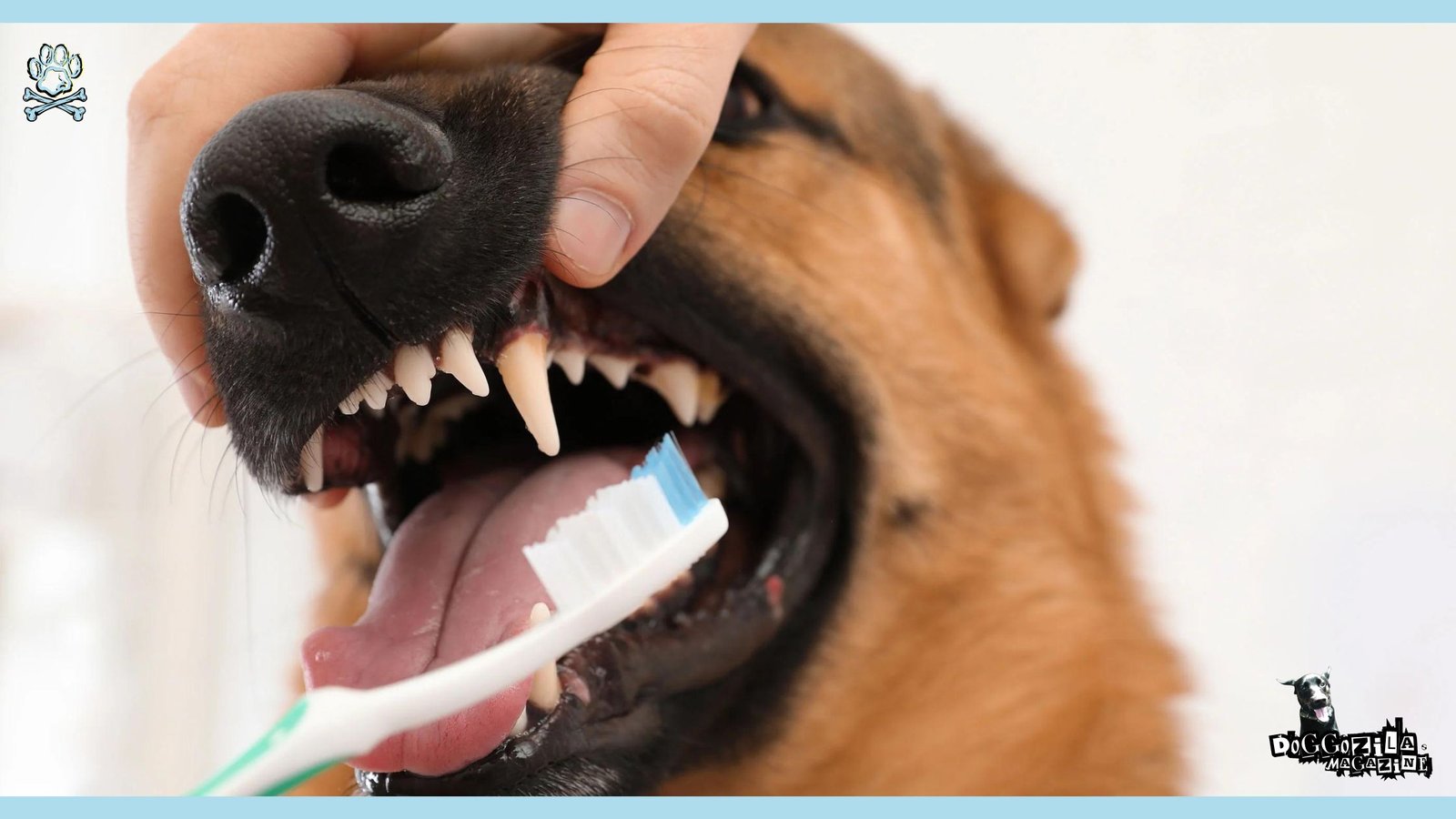 brush your dog teeth