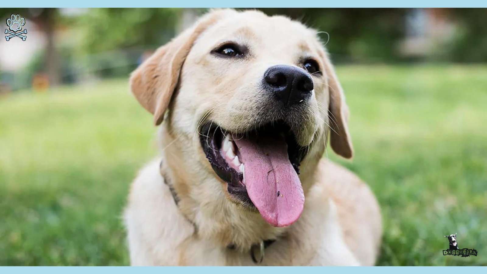 LABRADOR WITH A SMILE