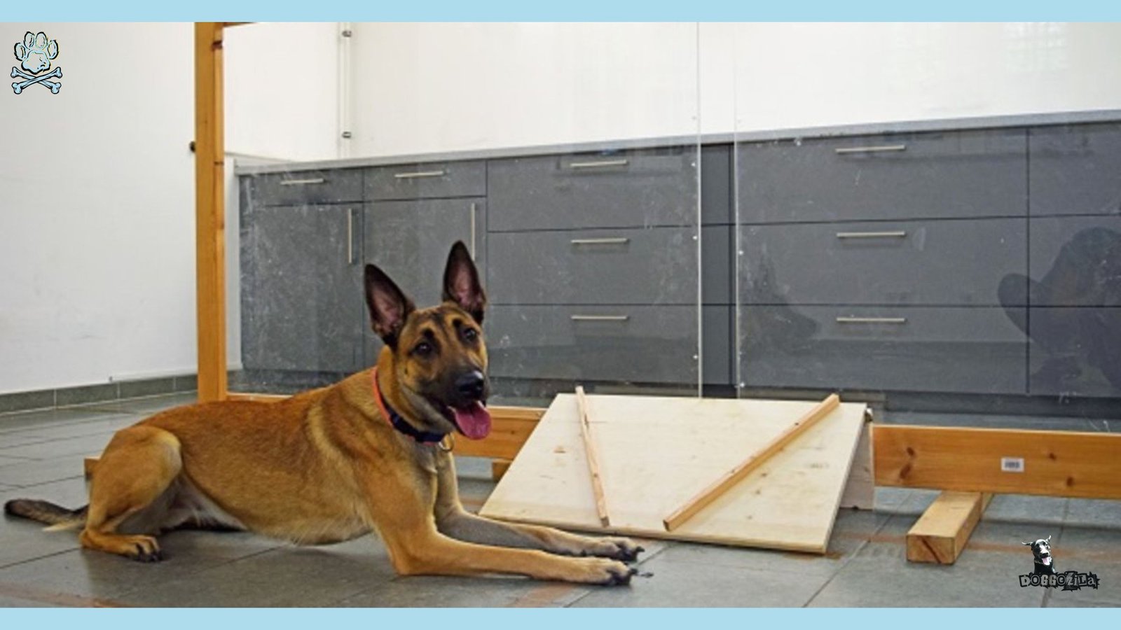 Belgian malinois training