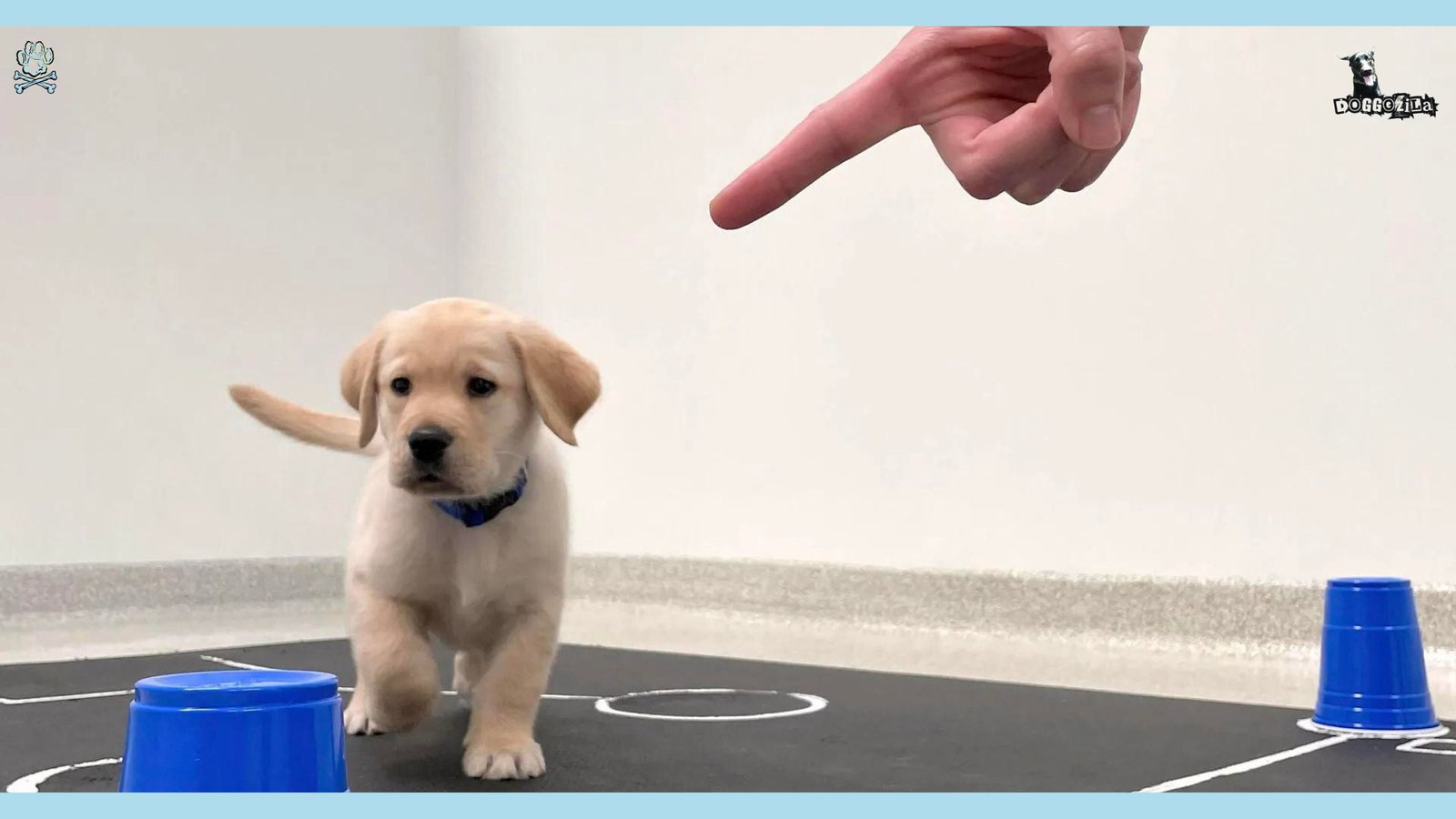 little puppy training