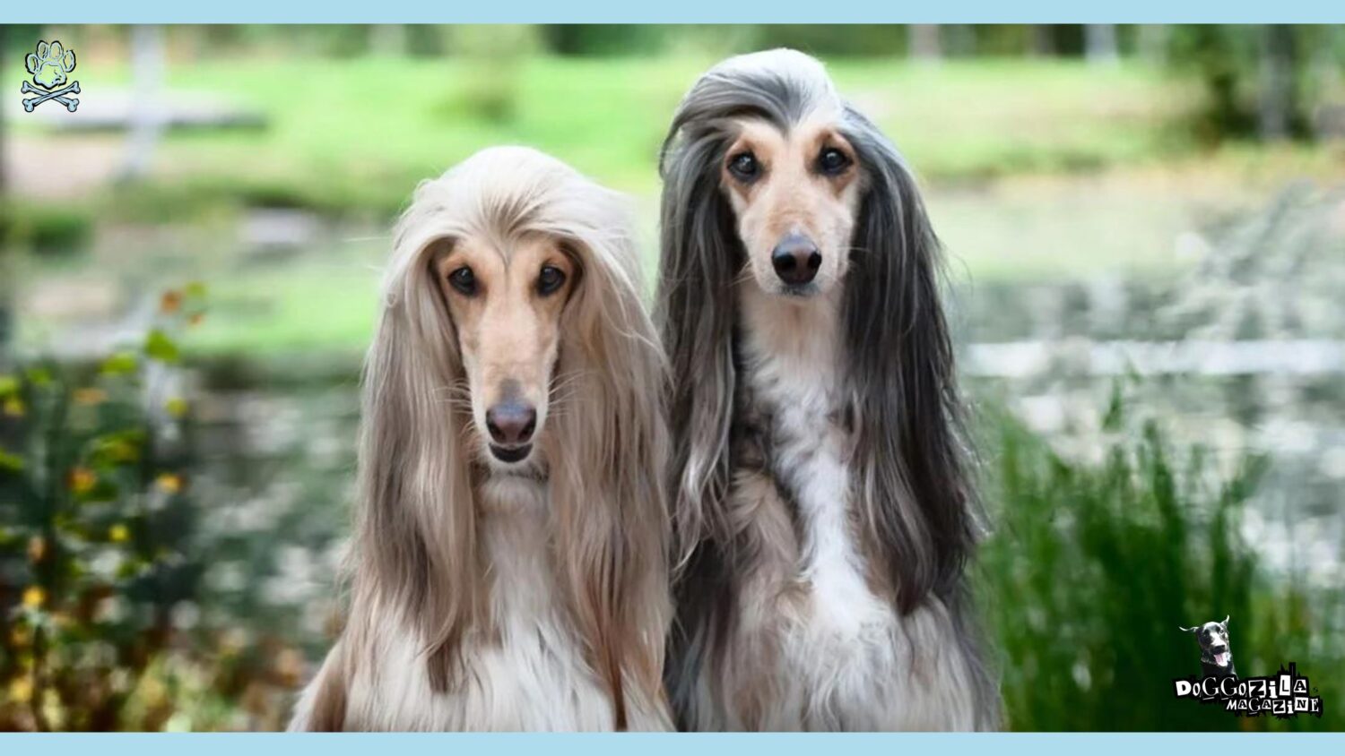 Hypoallergenic Dogs: Allergy-Friendly Lifestyle • Doggozila Magazine