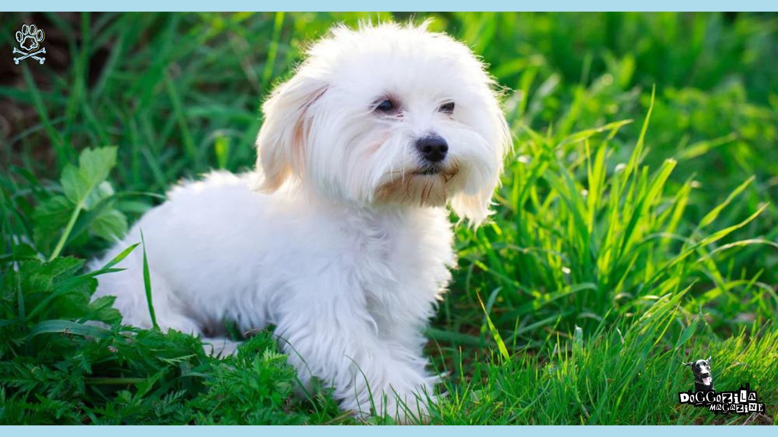 HYPOALLERGENIC DOGS