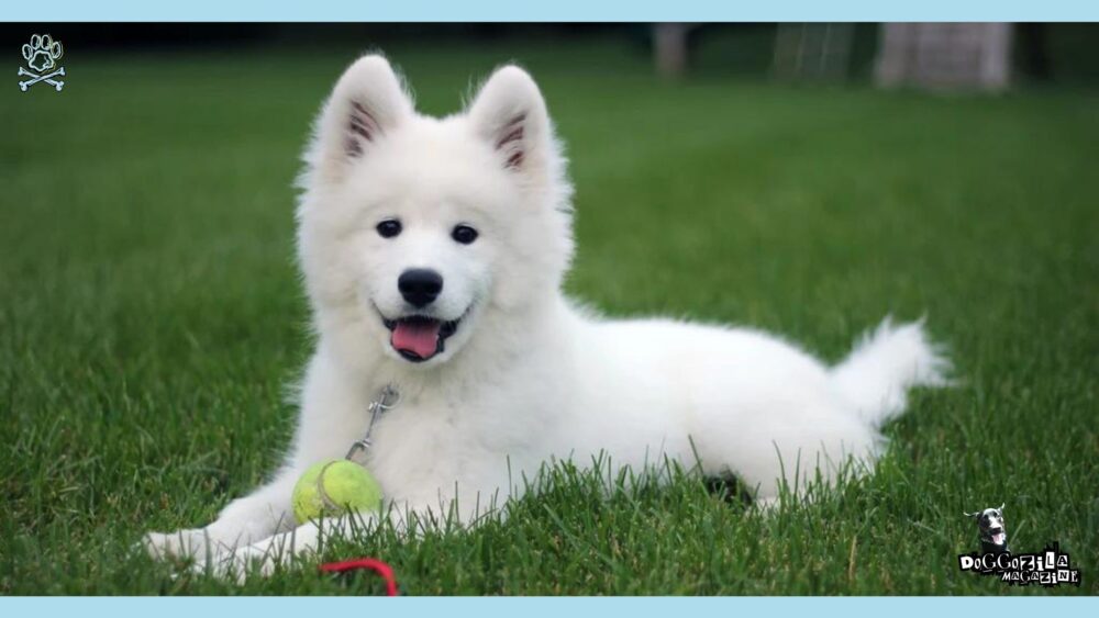 Hypoallergenic Dogs: Allergy-Friendly Lifestyle • Doggozila Magazine