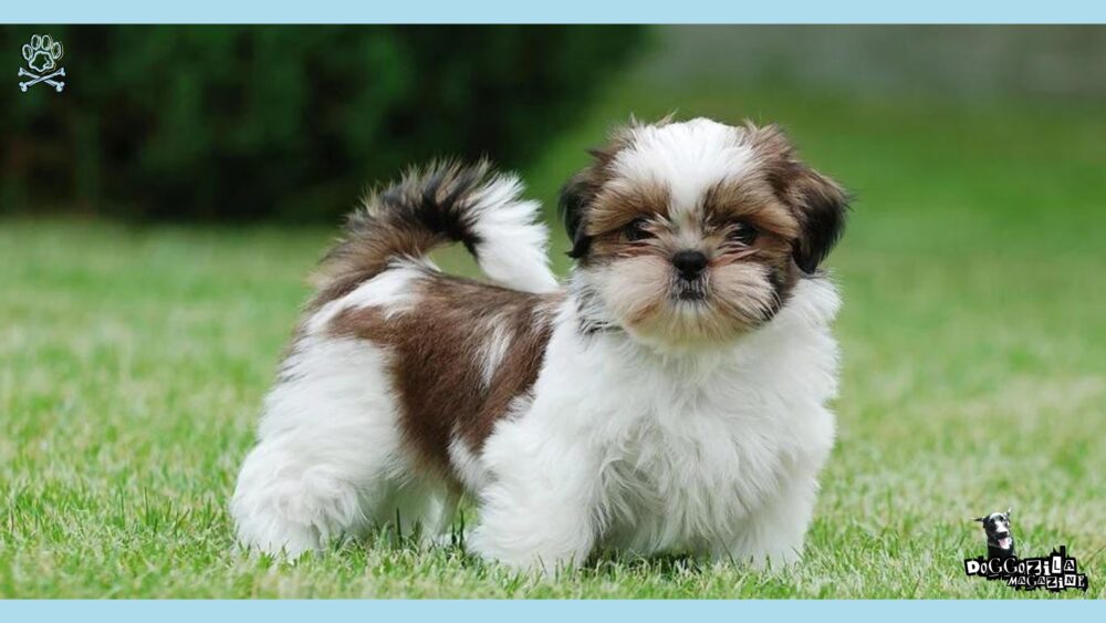 Hypoallergenic Dogs: Allergy-Friendly Lifestyle • Doggozila Magazine