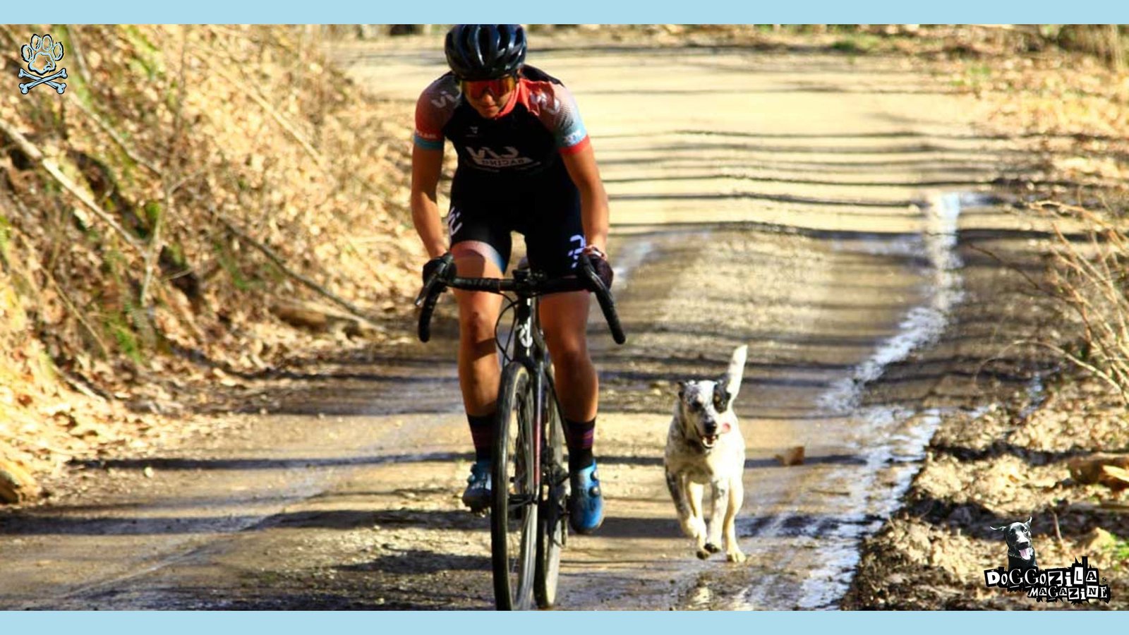 happy dog on the road