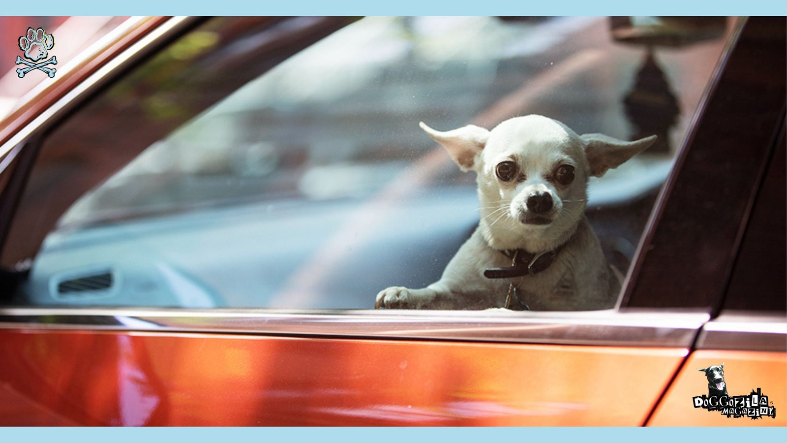 HEATSTROKE caused from DOGS IN PARKED CARS