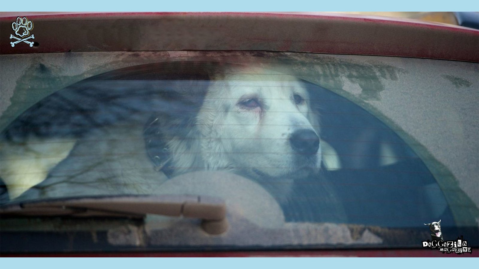 HEATSTROKE caused from DOGS IN PARKED CARS