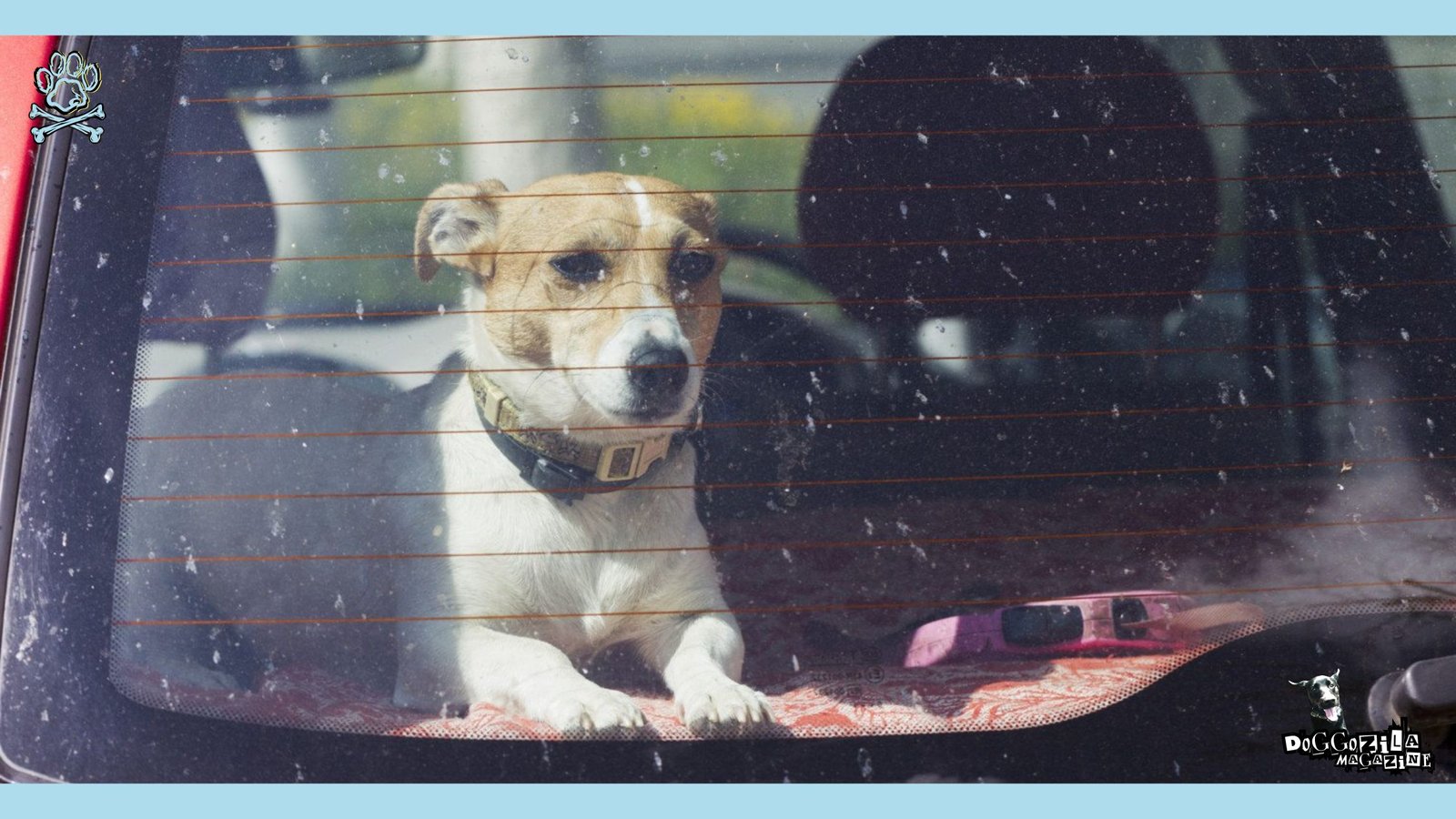 HEATSTROKE caused from DOGS IN PARKED CARS