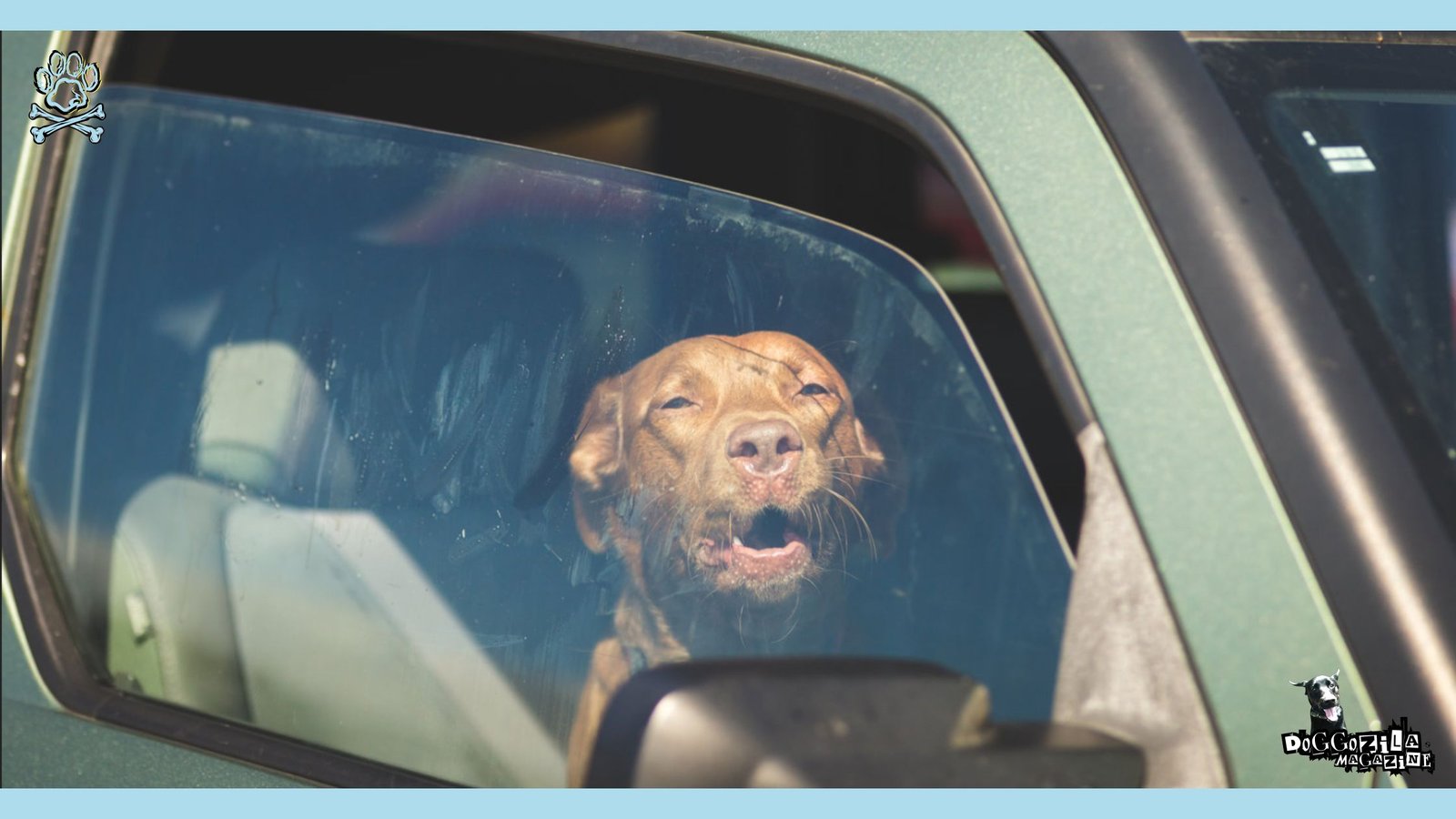 dogs in parked cars in summer