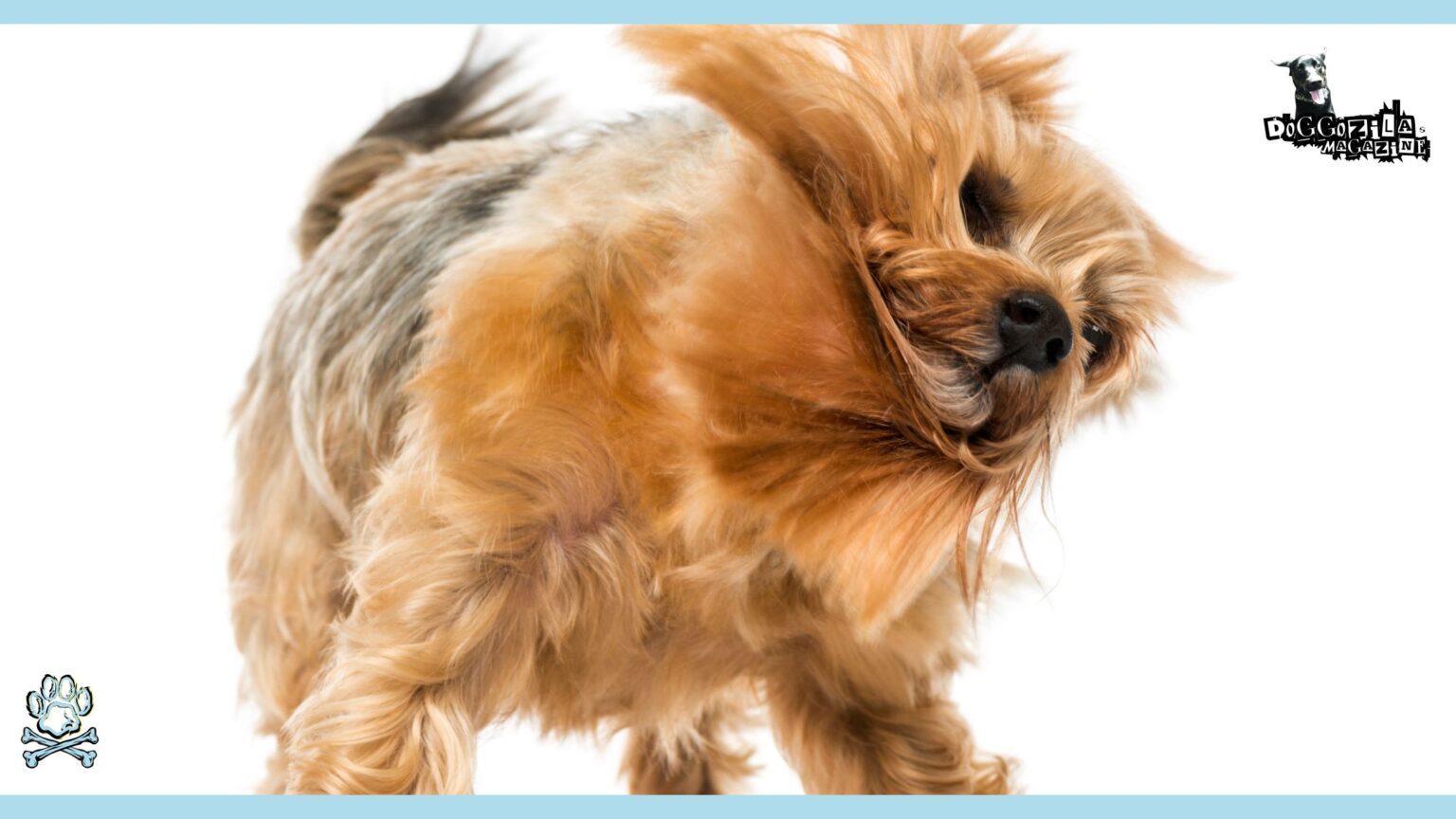 Dog Shaking: Why Is My Dog Shaking His Head? • Doggozila Magazine