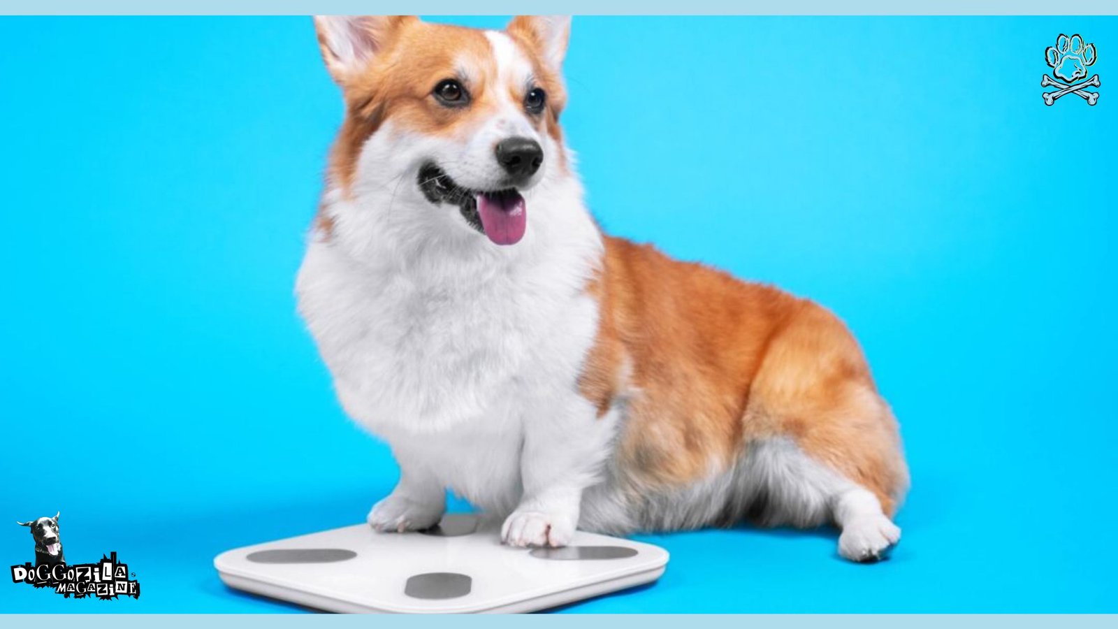 Healthy Dog Weight