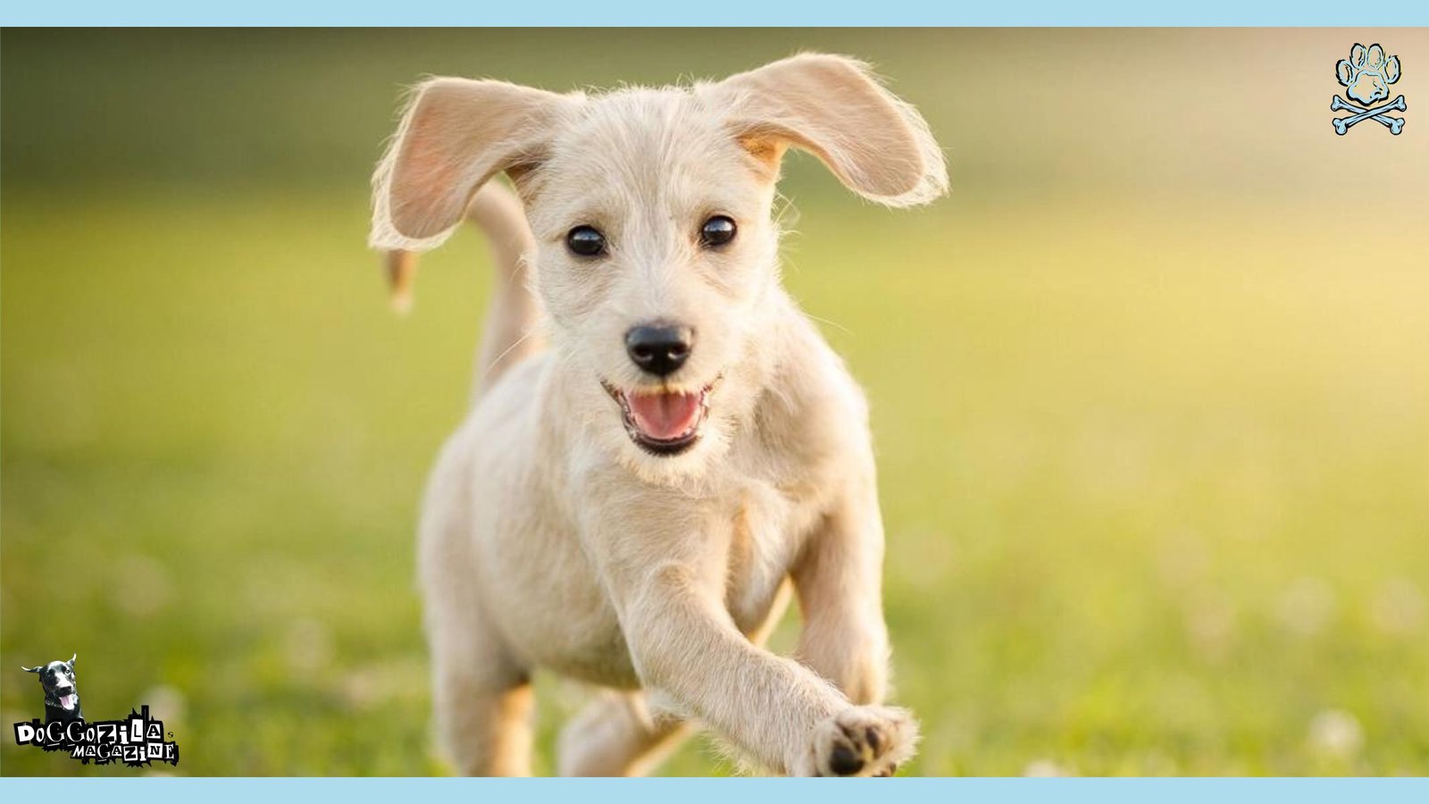 happy dog running