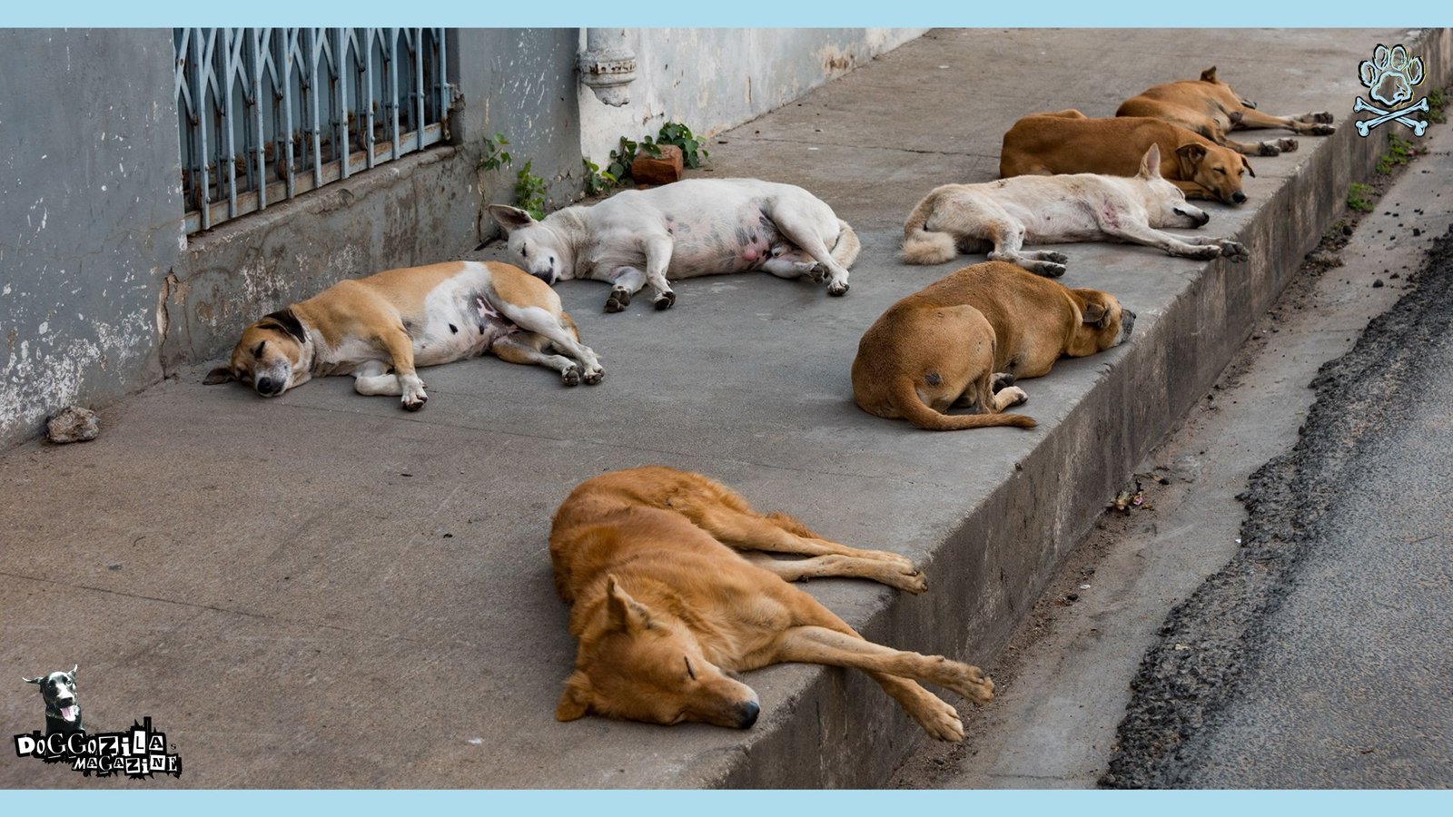 sleeping doggos