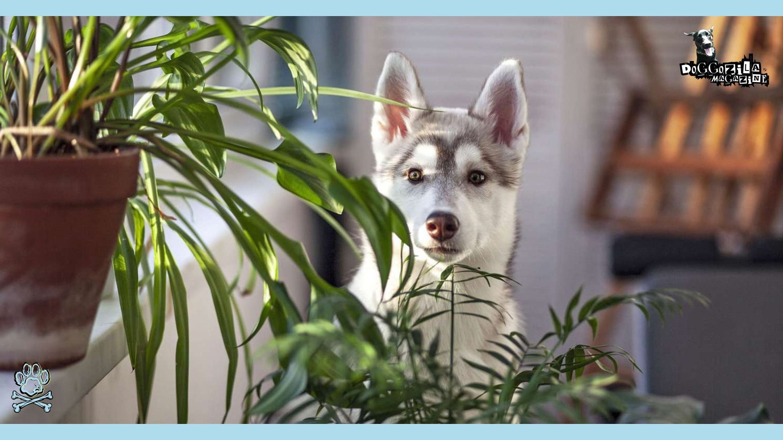 TOXIC PLANTS FOR DOGS