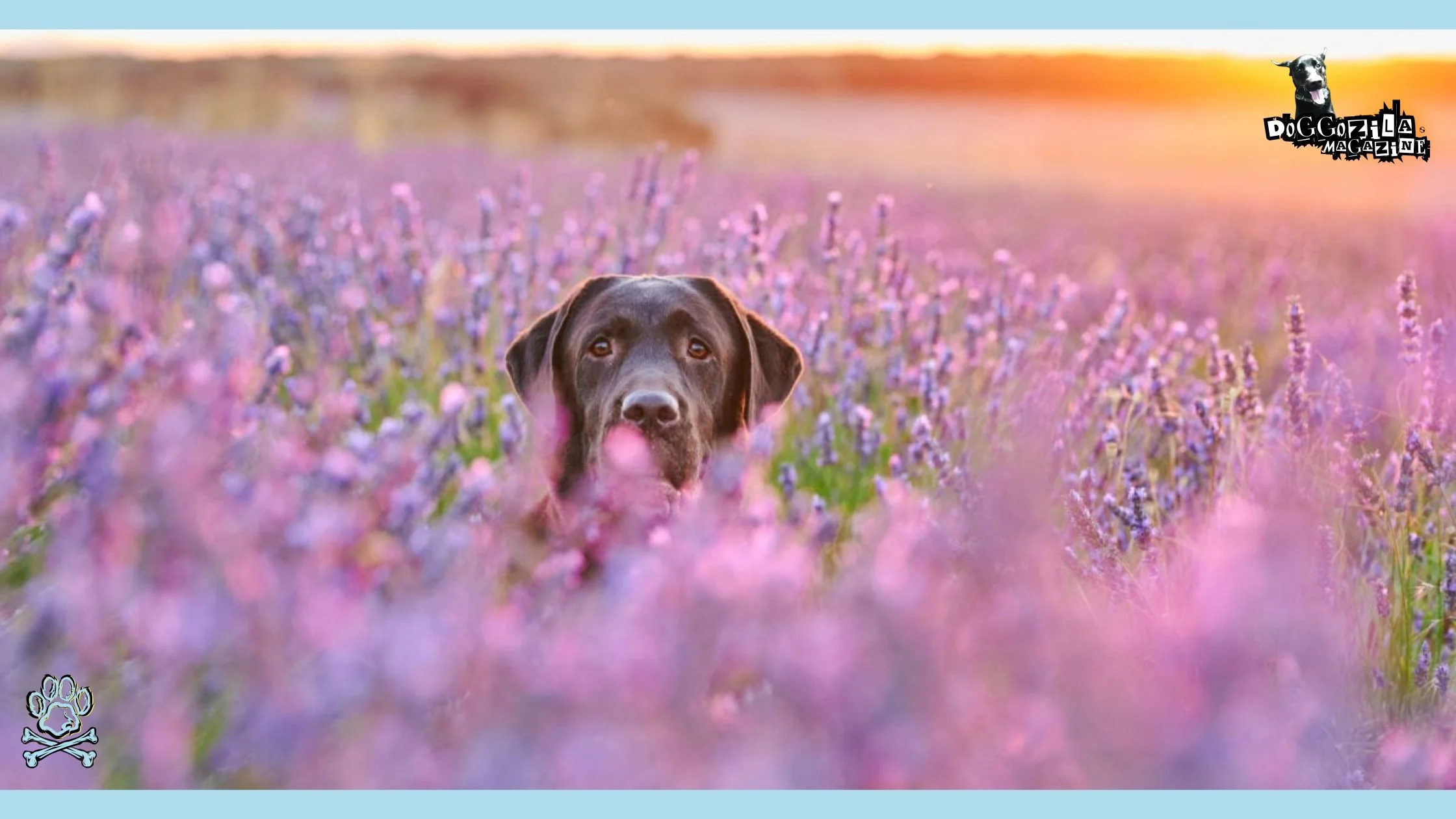 Chocolate Labrador