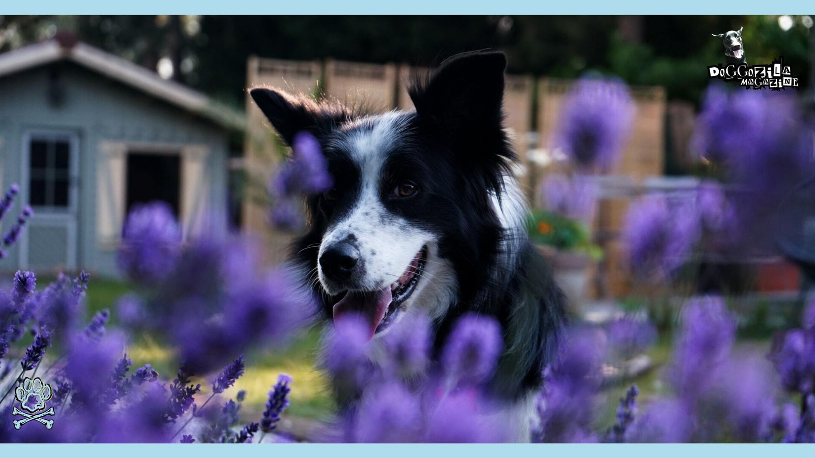 Pretty Dog and Flowers