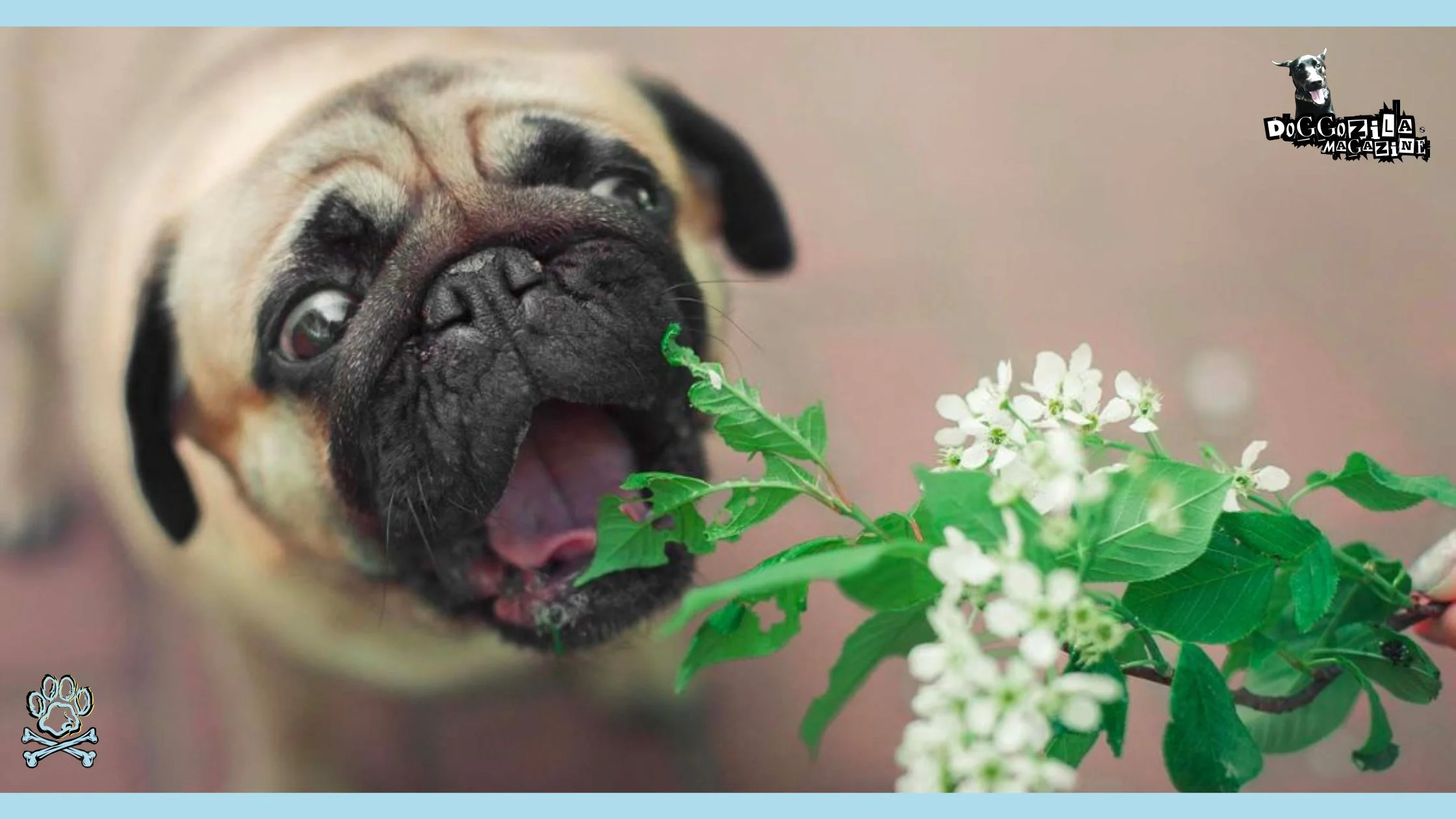 TOXIC PLANTS FOR DOGS