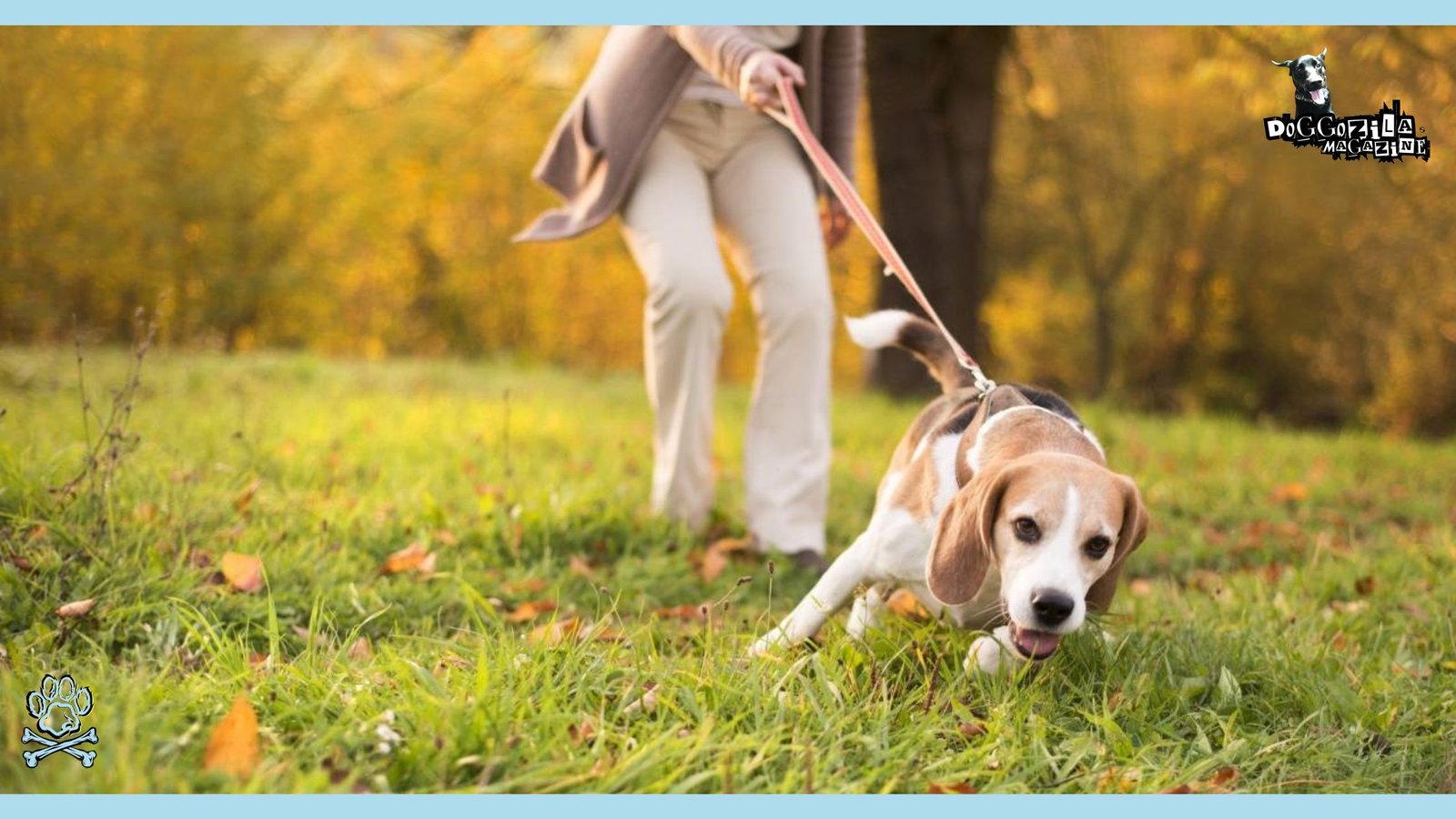 dog pulling the leash