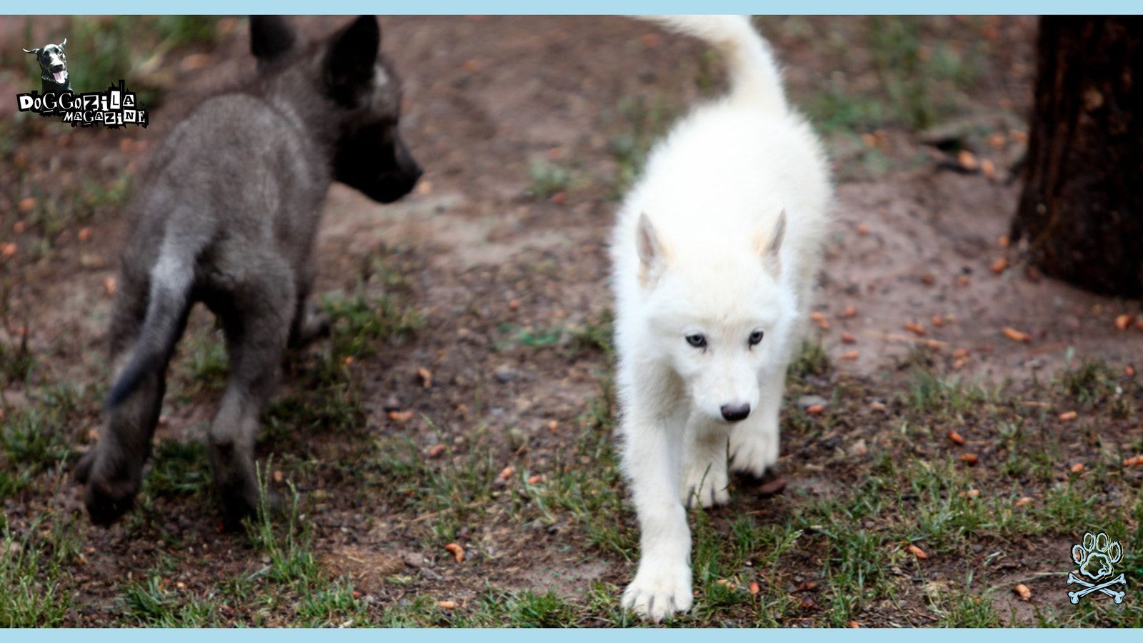 little wolf and little puppy playing