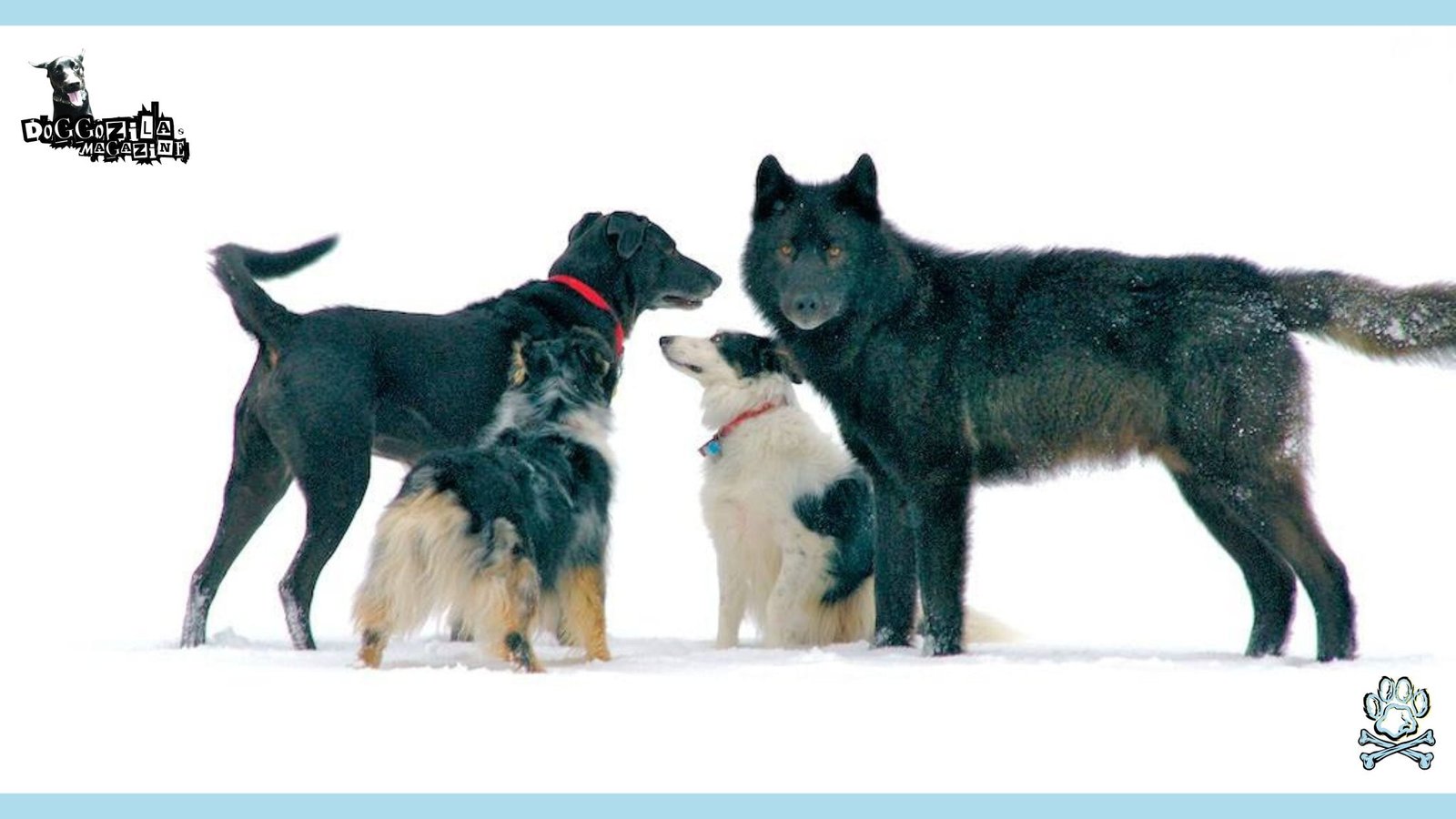 wolf and puppies play in the snow