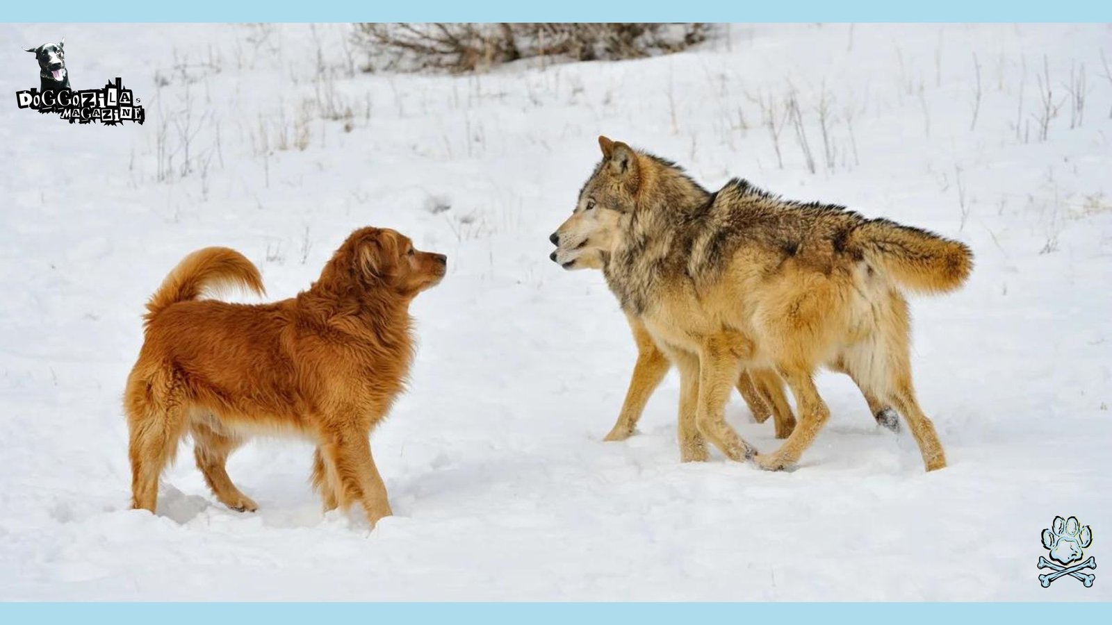 golden retriever and two wolves