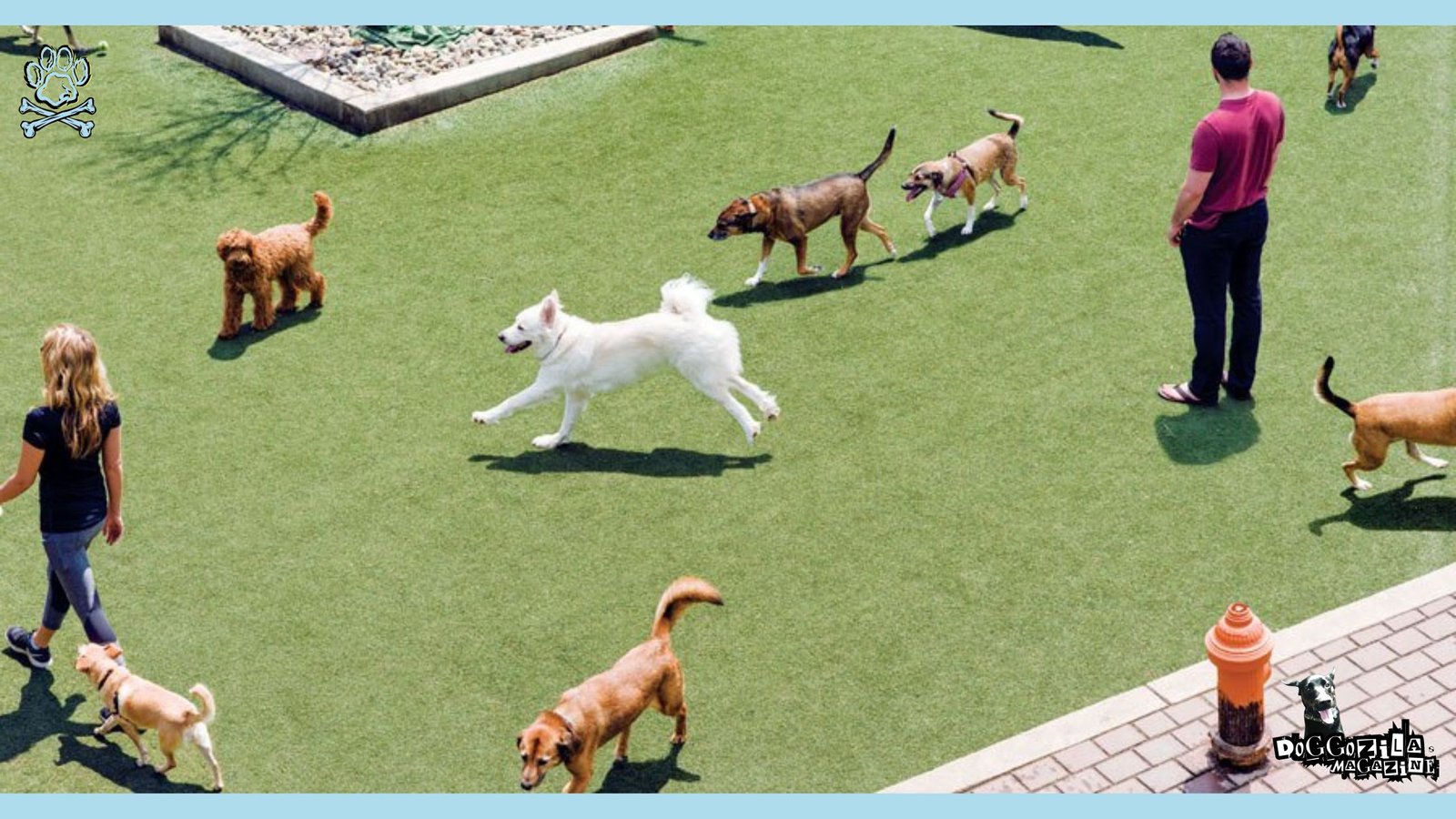 puppies playing in the dog park