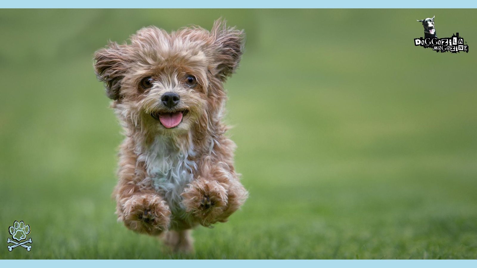 dog running and smiling