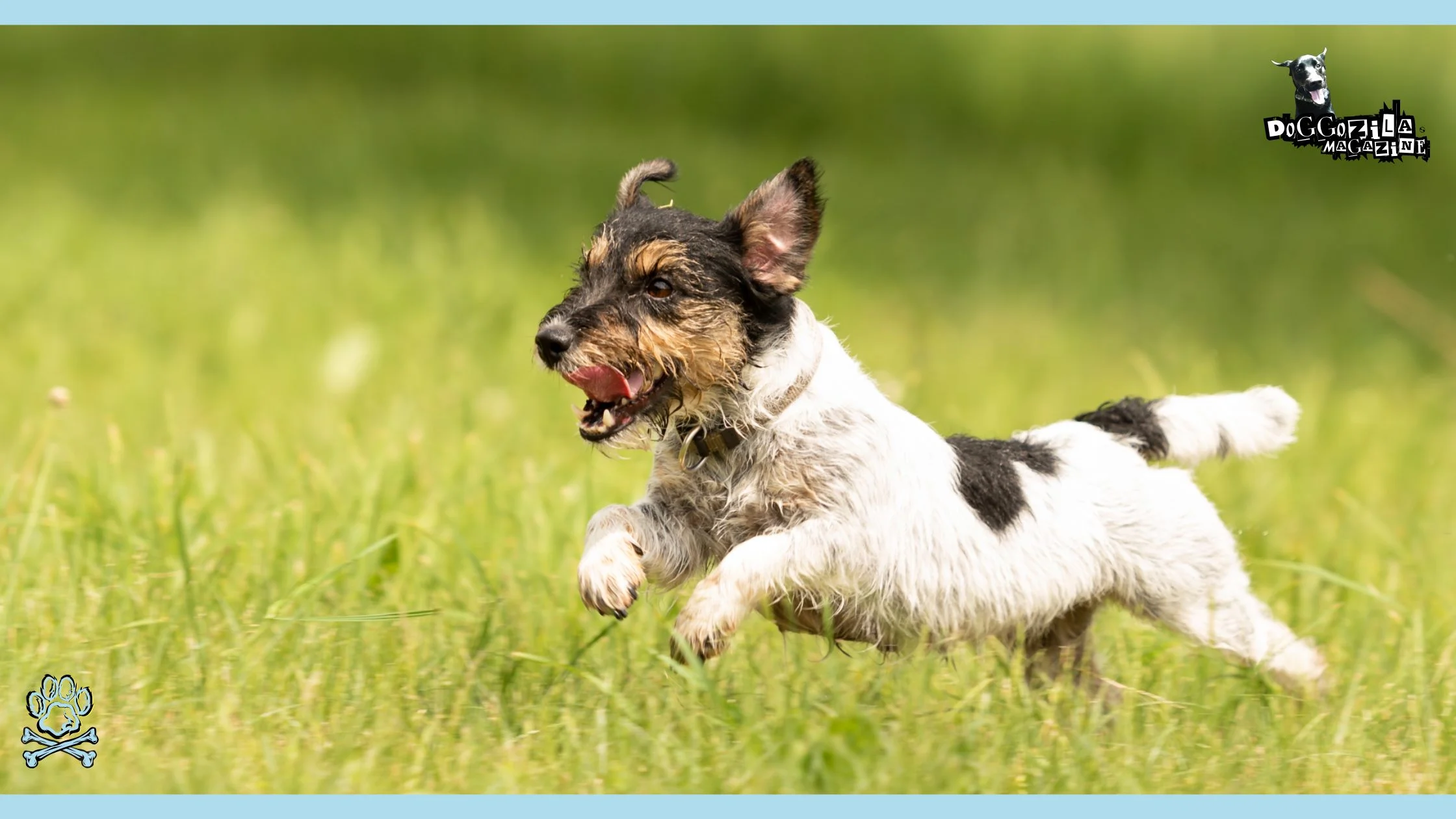 fast dog