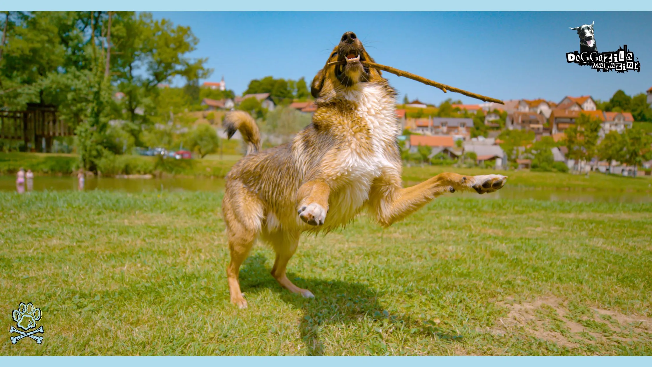 puppy play with stick