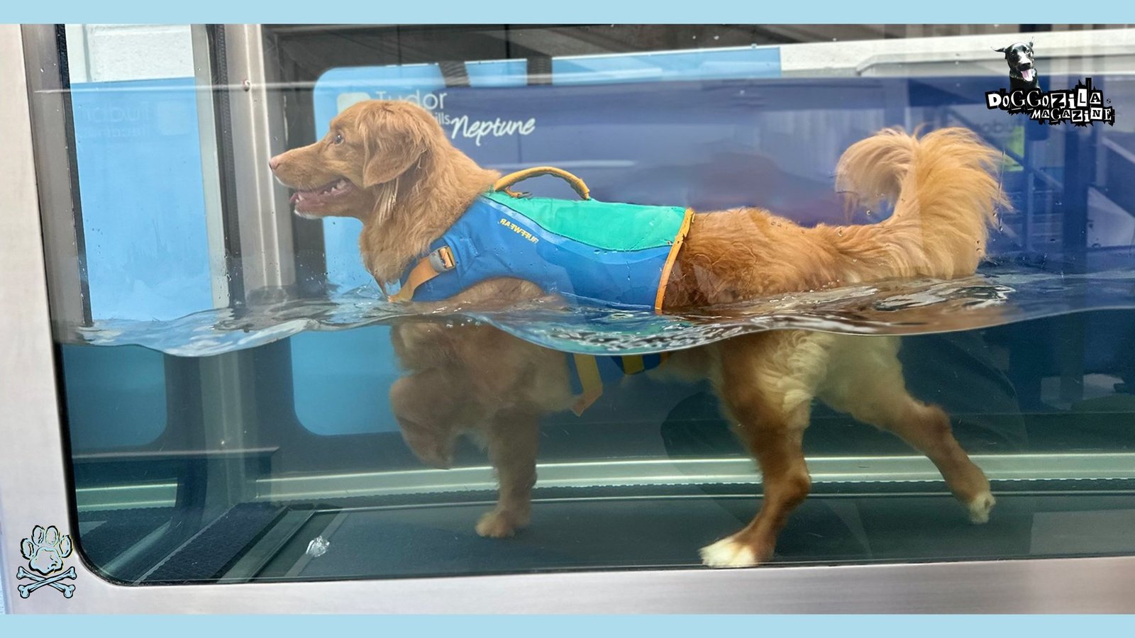 DRUG FREE WATER THERAPY FOR DOGS