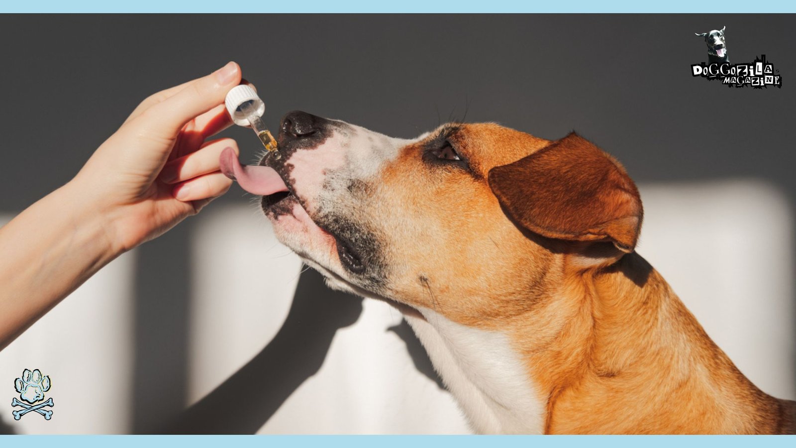 cbd oil therapy for dogs