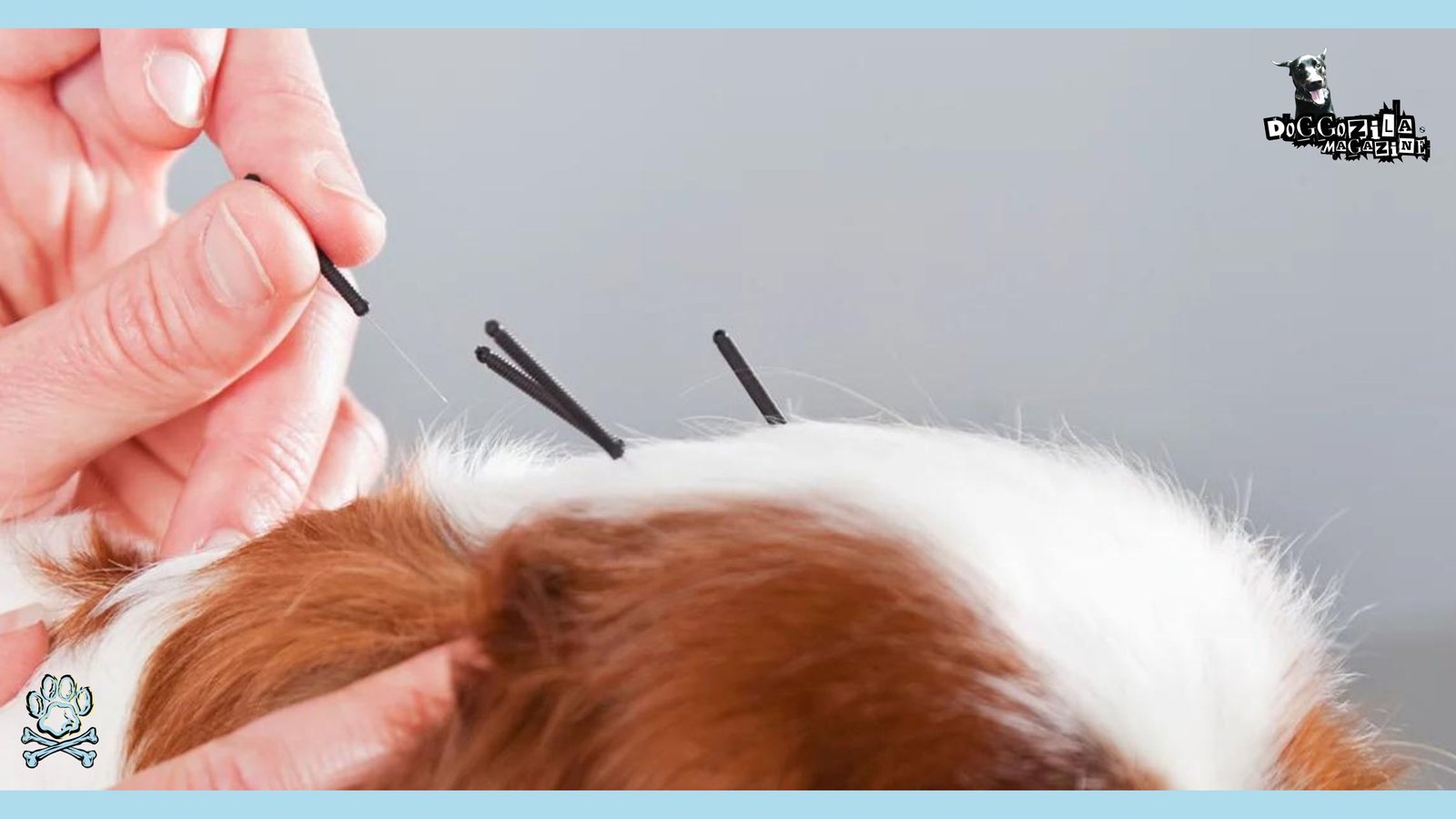 Acupuncture therapy for Dogs