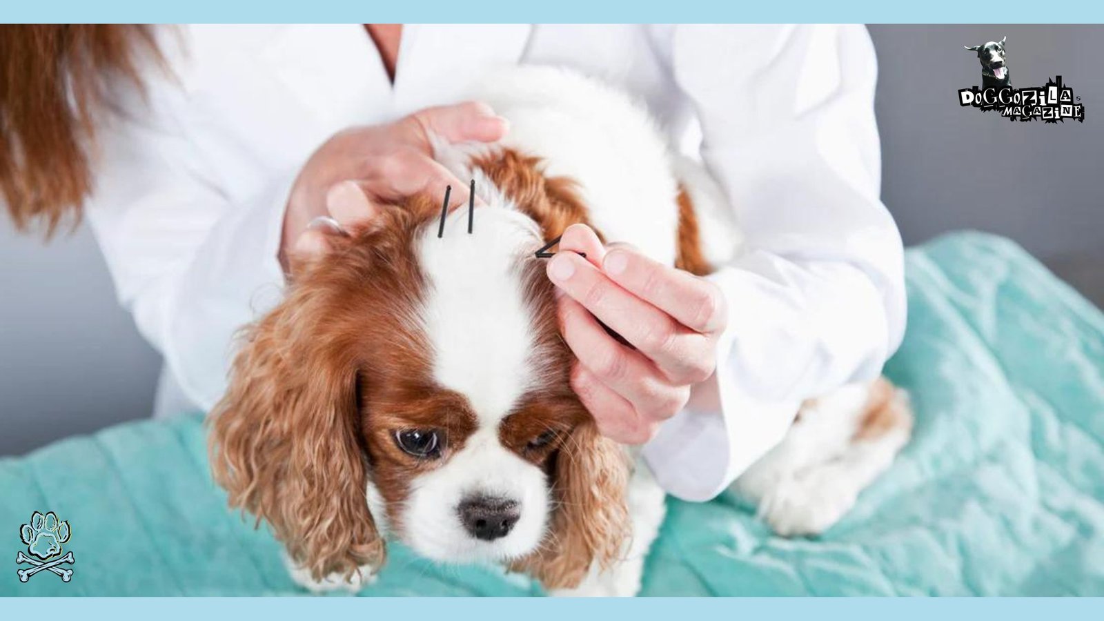 Acupuncture therapy for Dogs